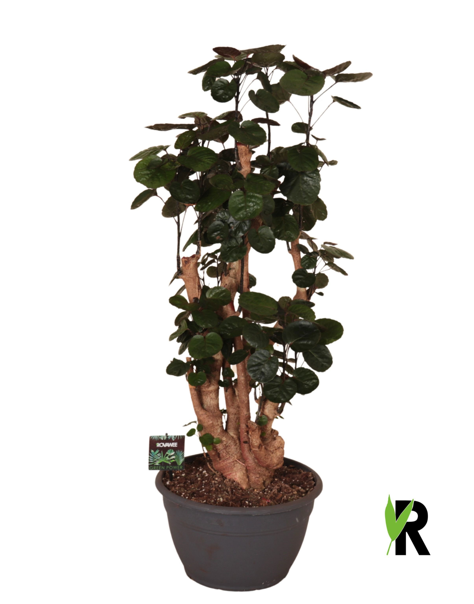 Polyscias Fabian bonsai, D 30