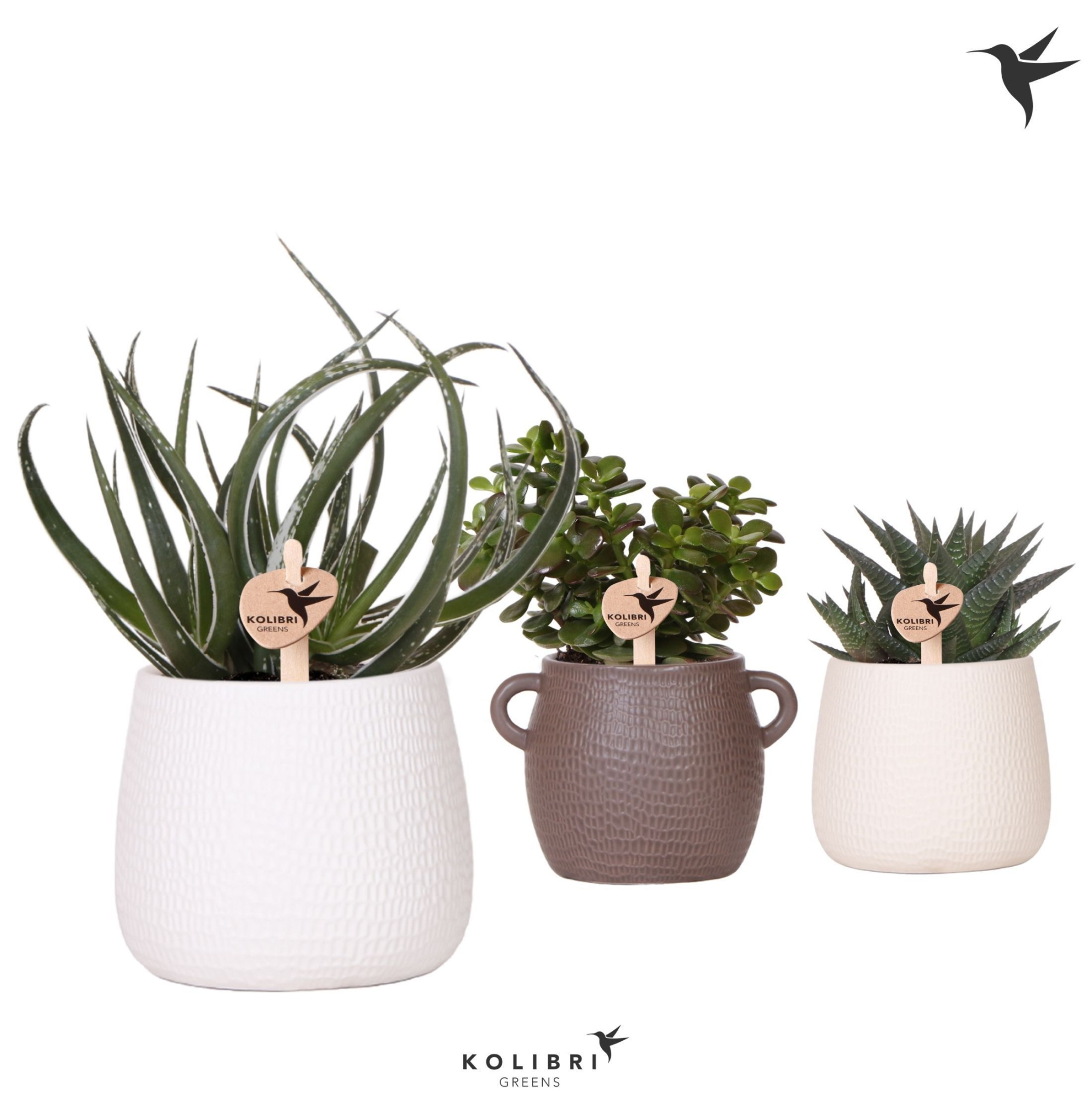 Kolibri Greens Succulenten mix in Scales pot mix, D 9