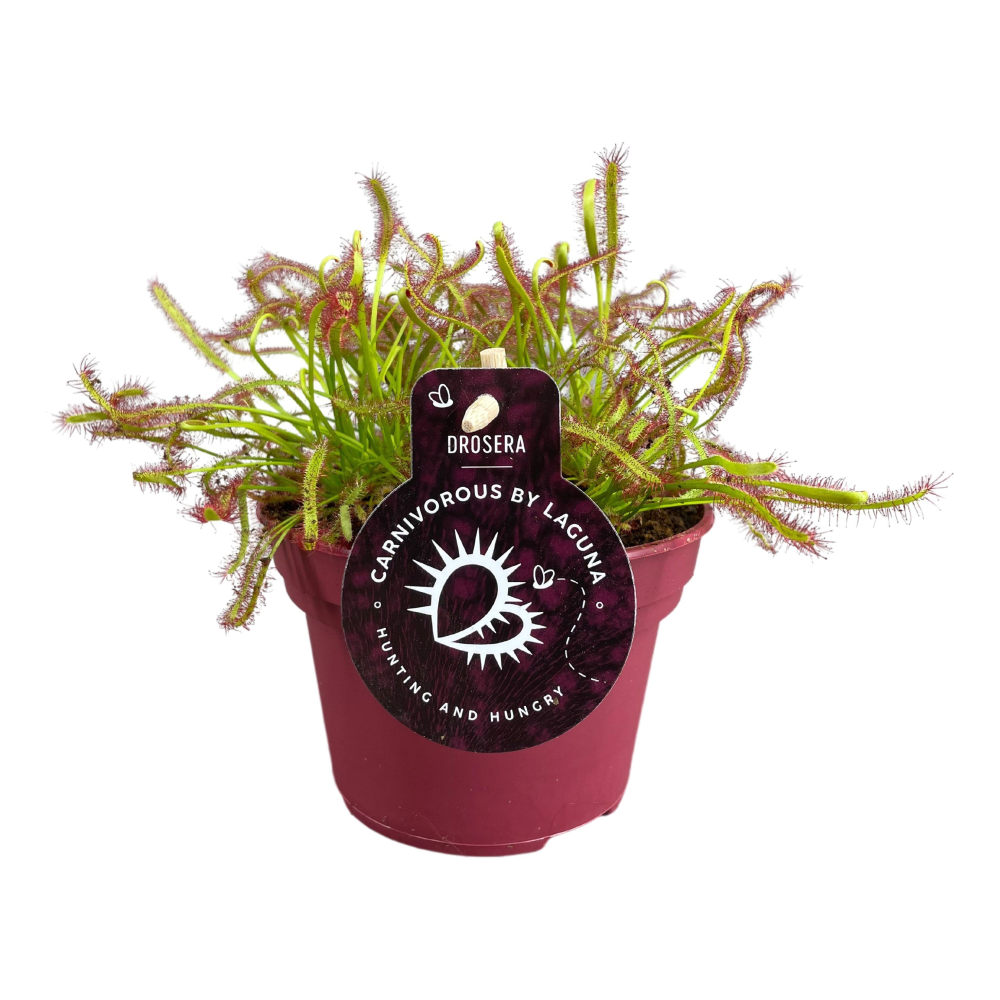 Drosera Capensis 12 cm rood, D 12