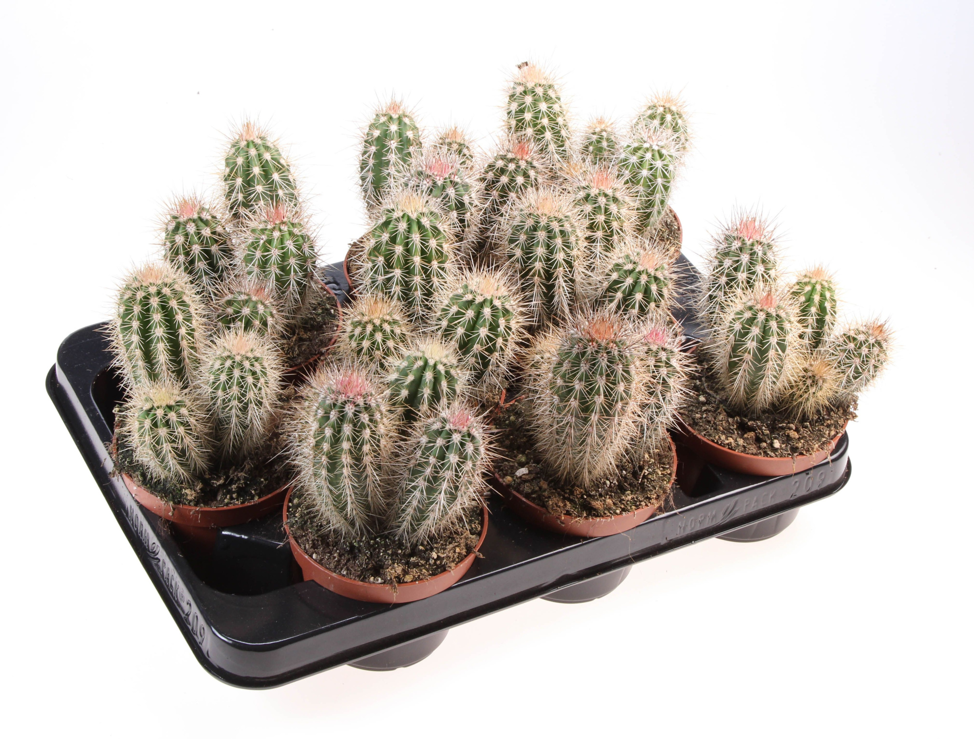 Pachycereus pringley, D 10,5