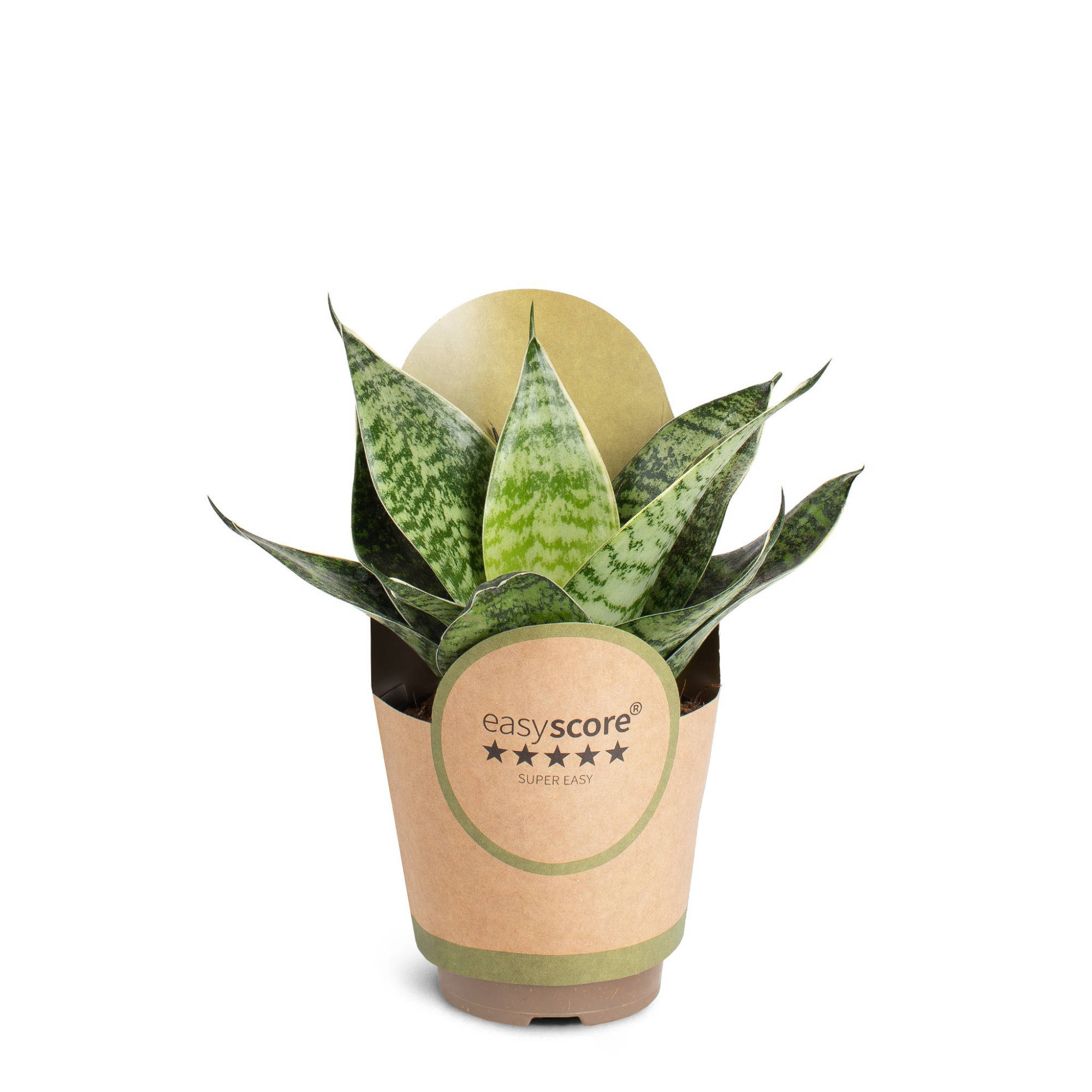 Sansevieria ´Hahnii Green´, D 11
