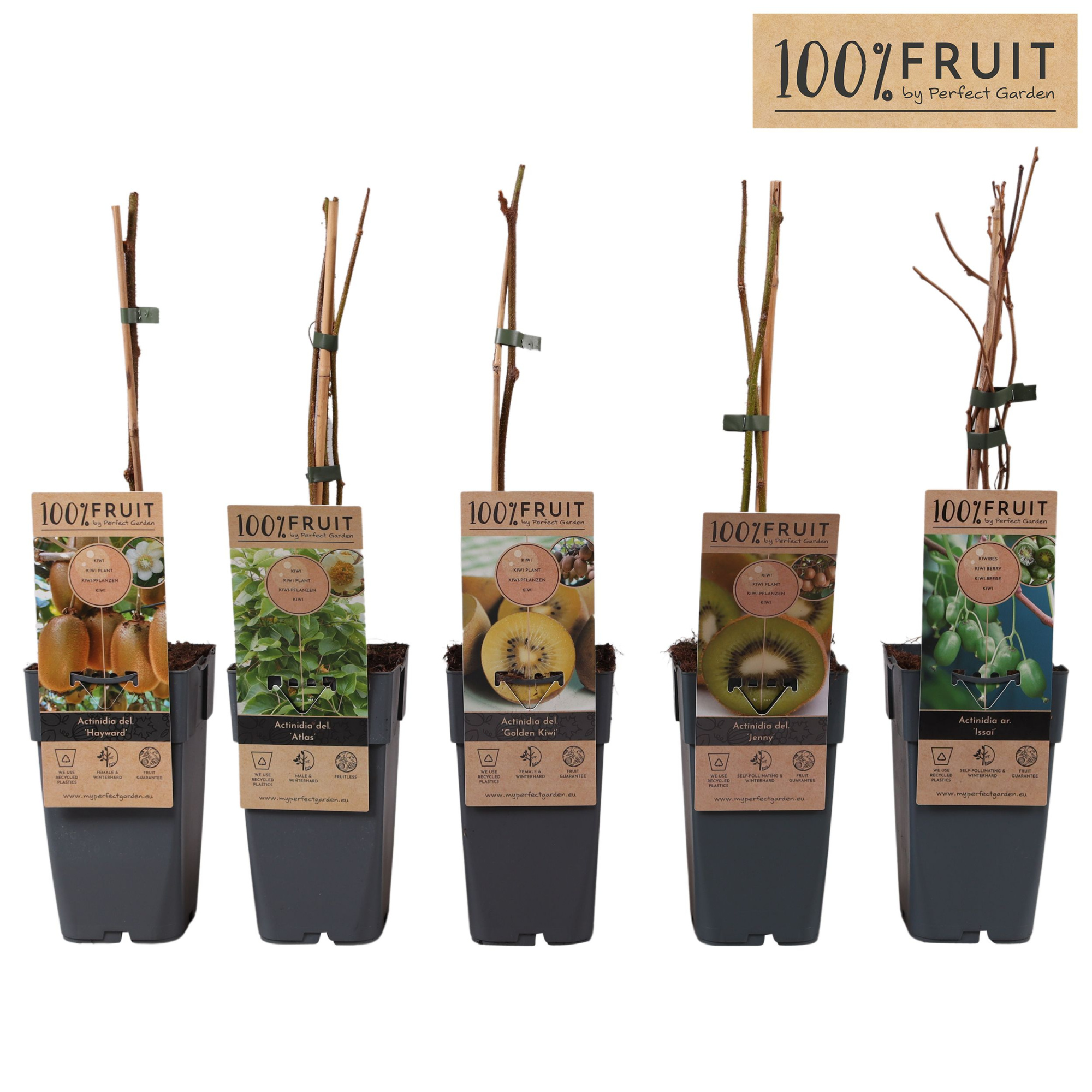 Actinidia mix tray P15, D 15