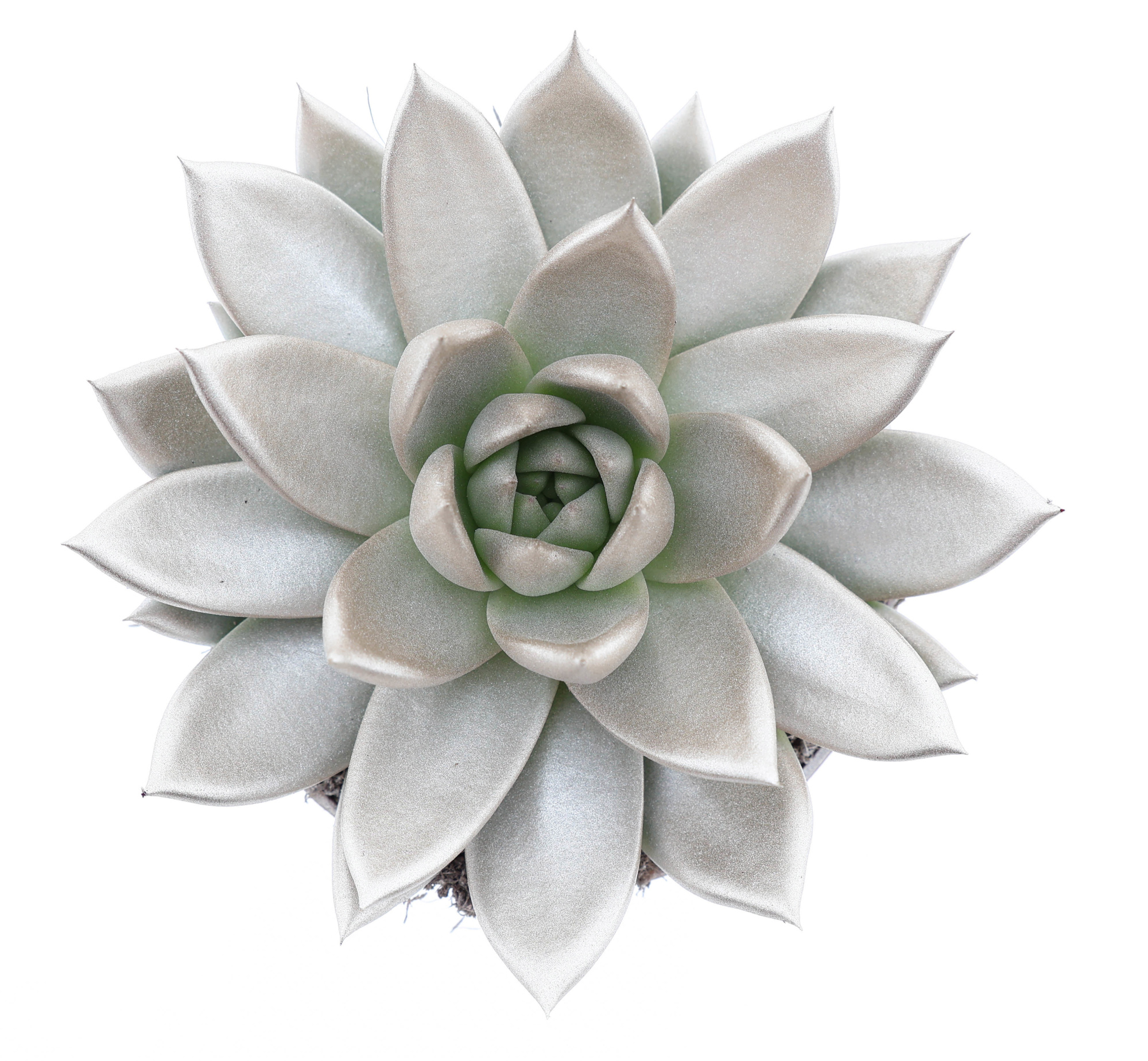 Rainbow champagne, D 12