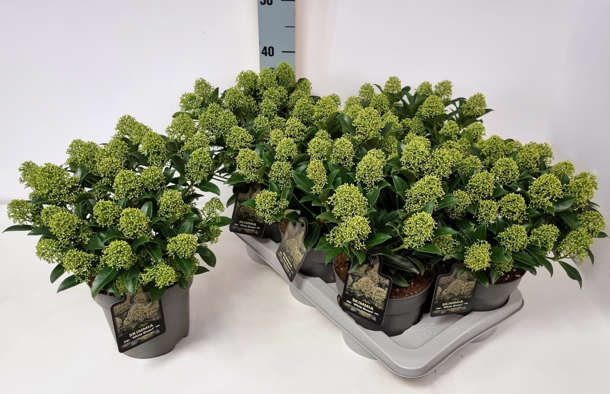 Skimmia jap. 'White Dwarf' P17, D 17