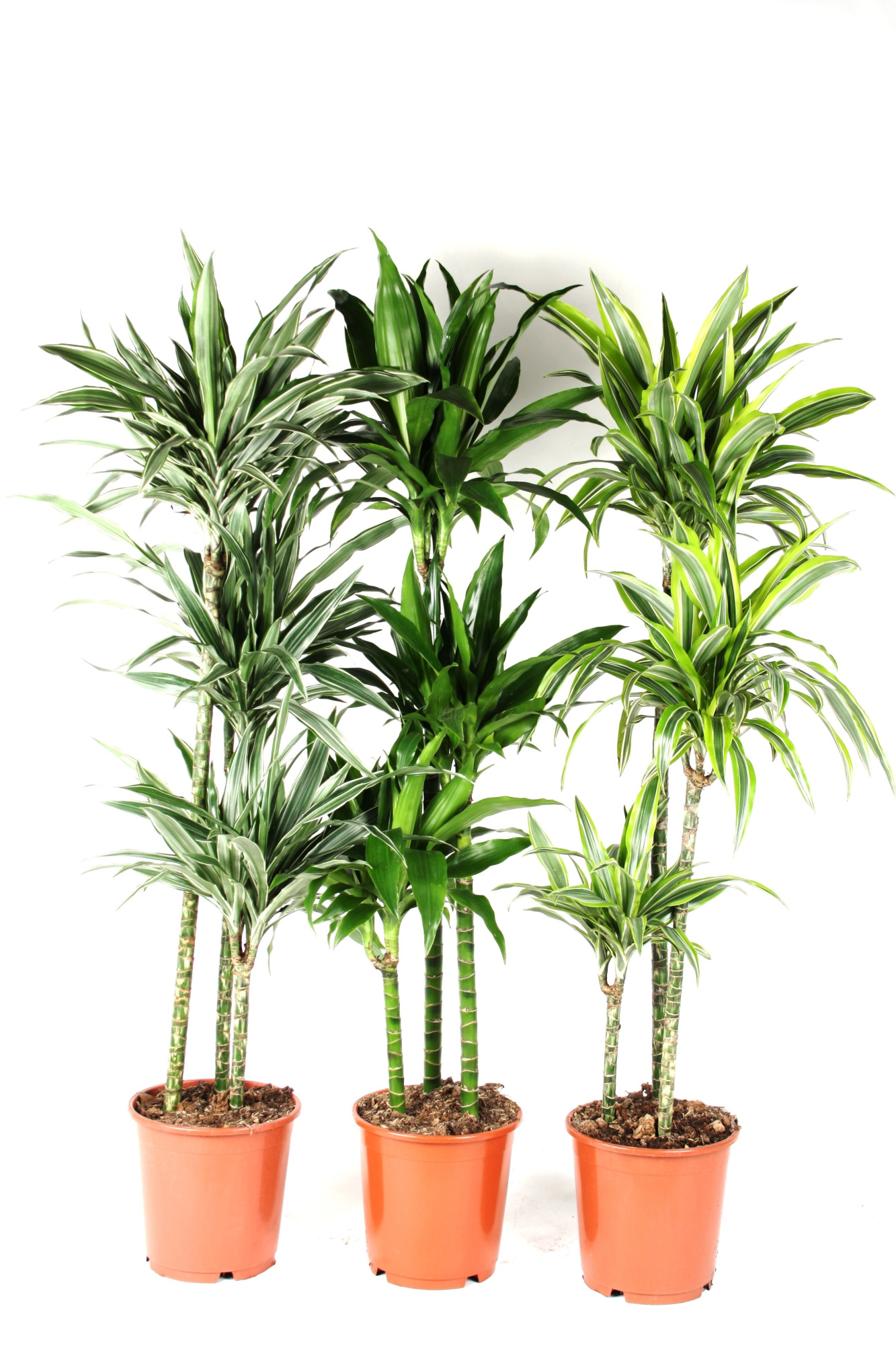 Dracaena mix 90-60-30 140cm, D 24