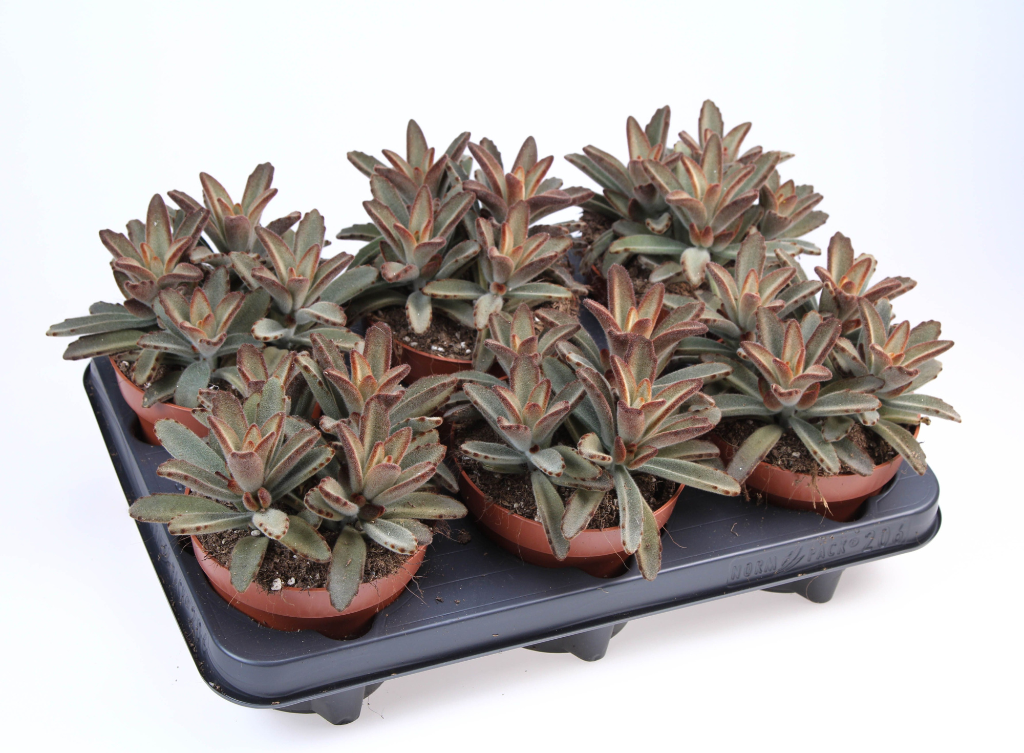 Kalanchoe Tomentosa Aida, D 12