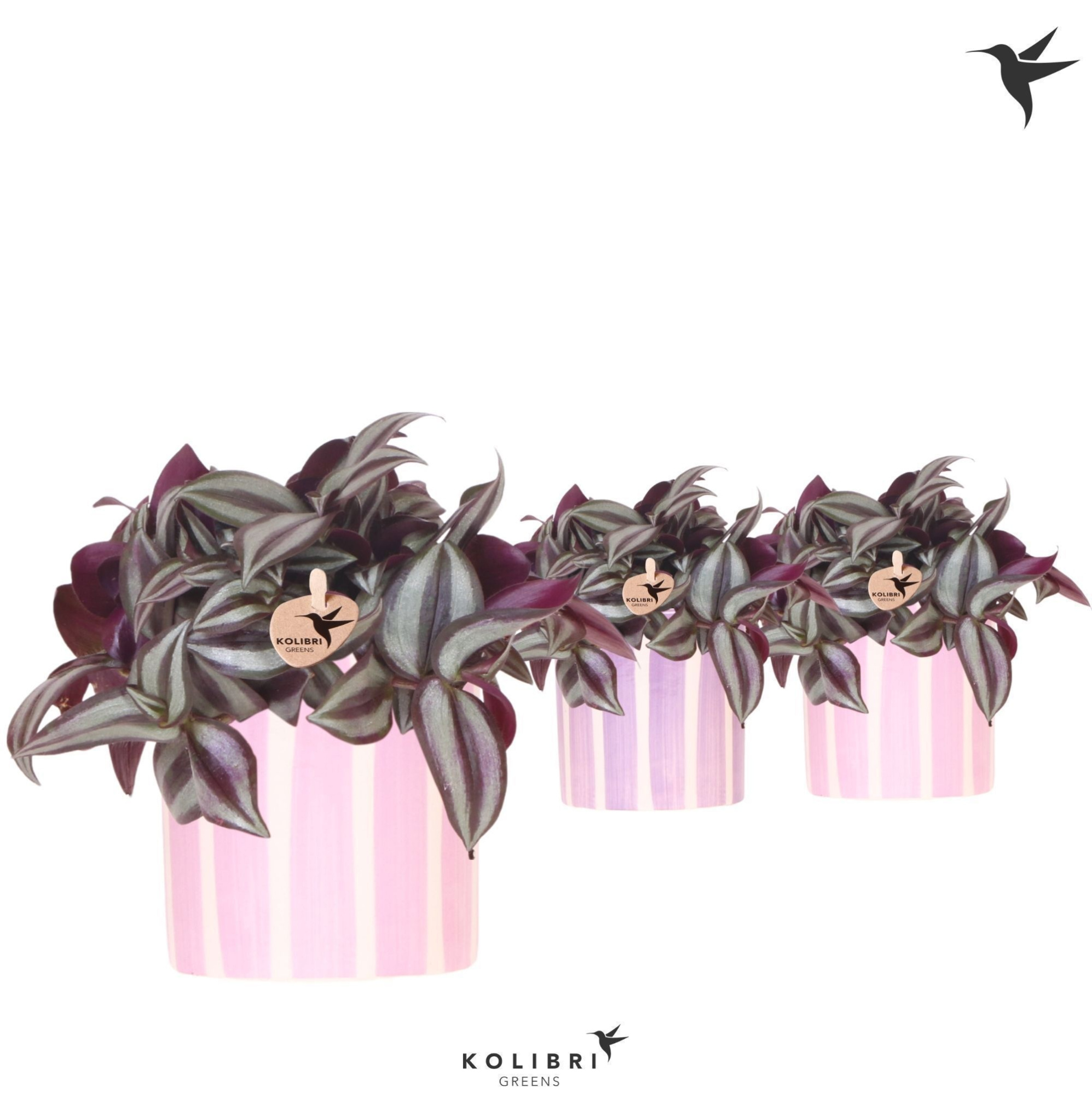 Kolibri Greens Tradescantia Zebrina in Painted Stripe pot pink mix, D 9