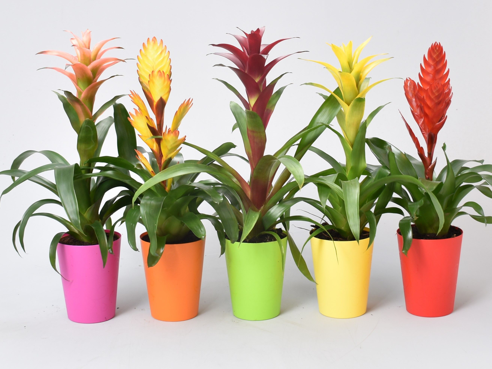 Bromelia mix in ompot, D 12