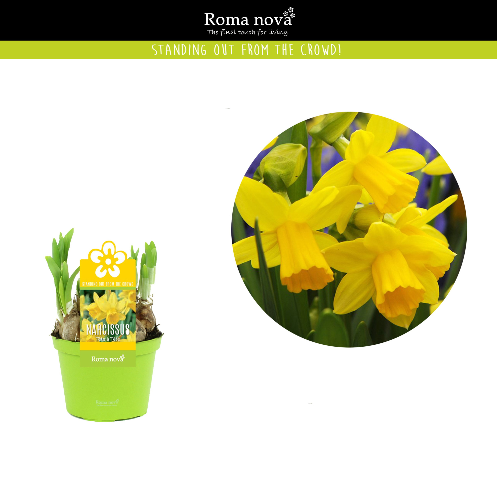 Narcissus Tete a Tete 12cm, D 12