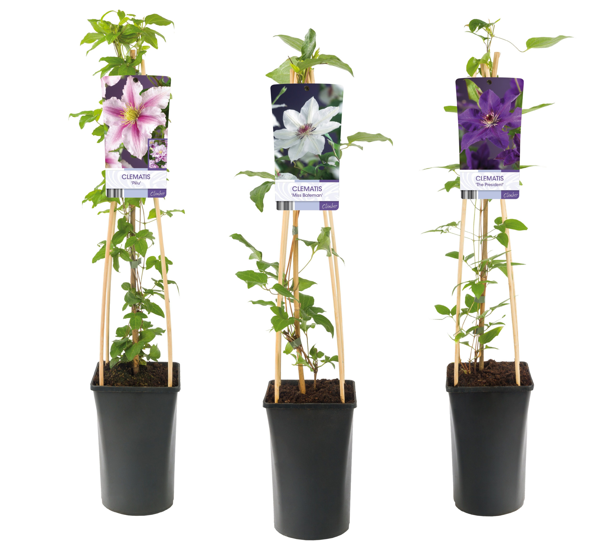 Mixtray Clematis large-flowered +light label, D 17