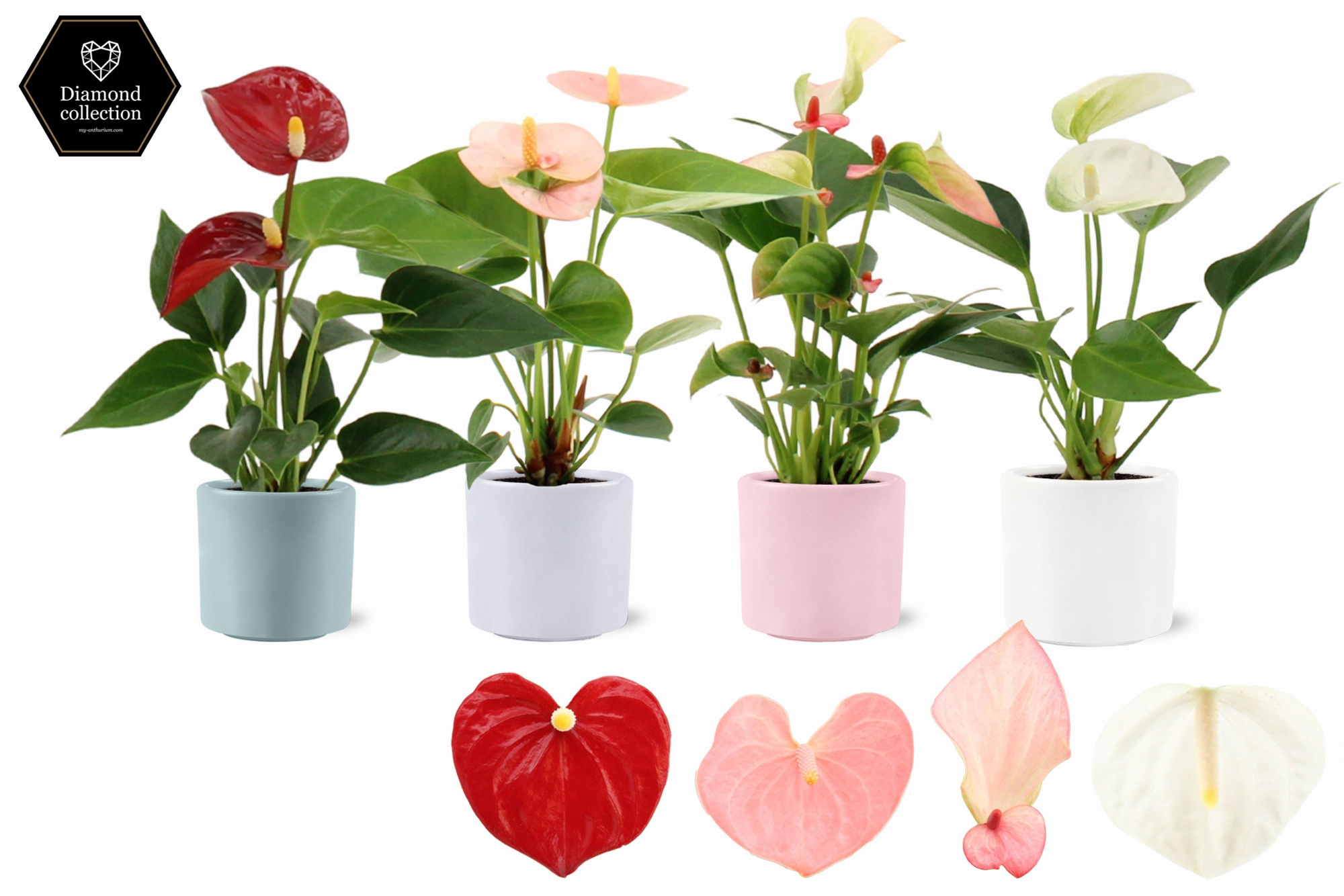 Anthurium 6 cm 4 color mix in Eva spring ceramics, D 6