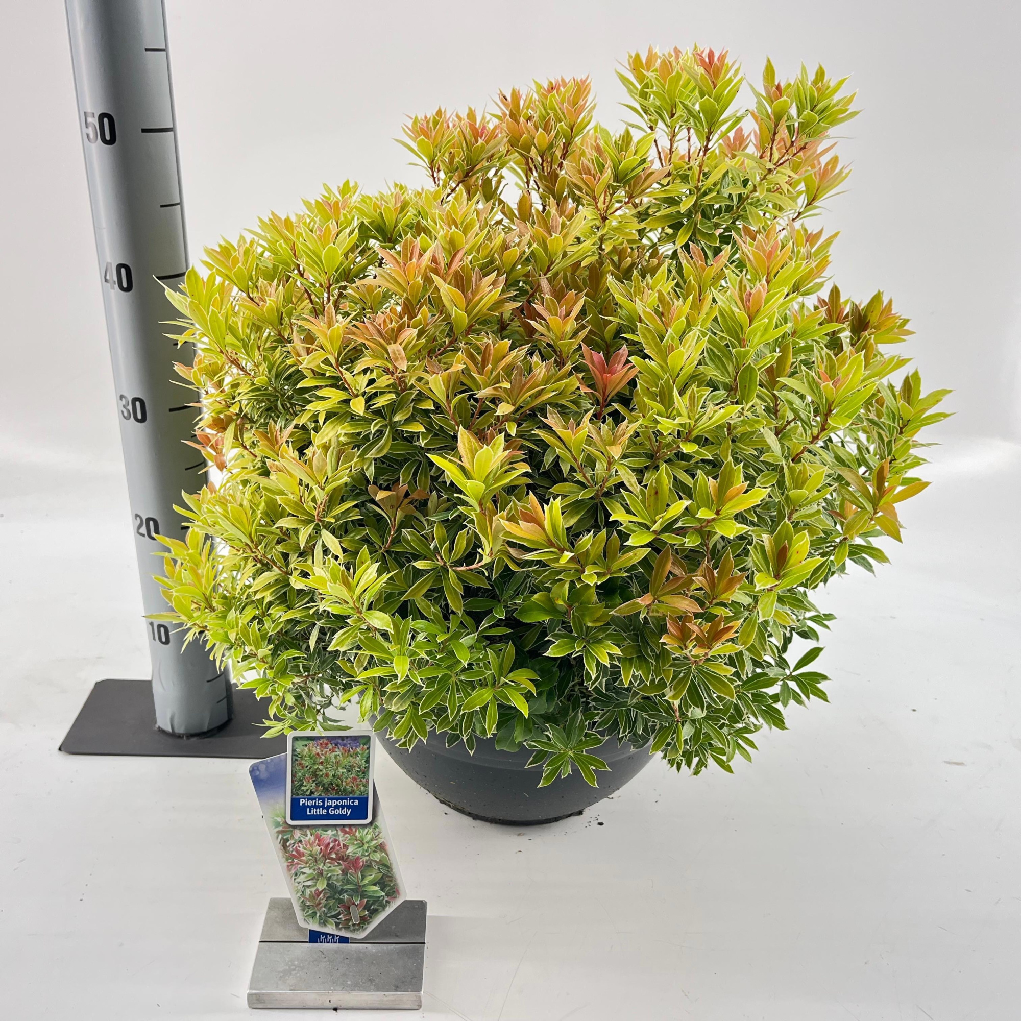 Pieris jap. Little Goldy ('Opstal 65'PBR), D 33
