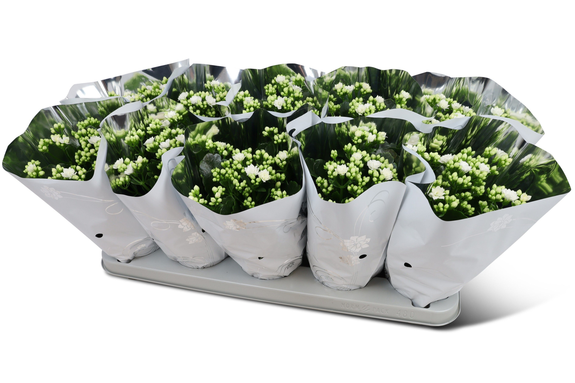 Kalanchoë Perfecta White Premium hoes, D 12