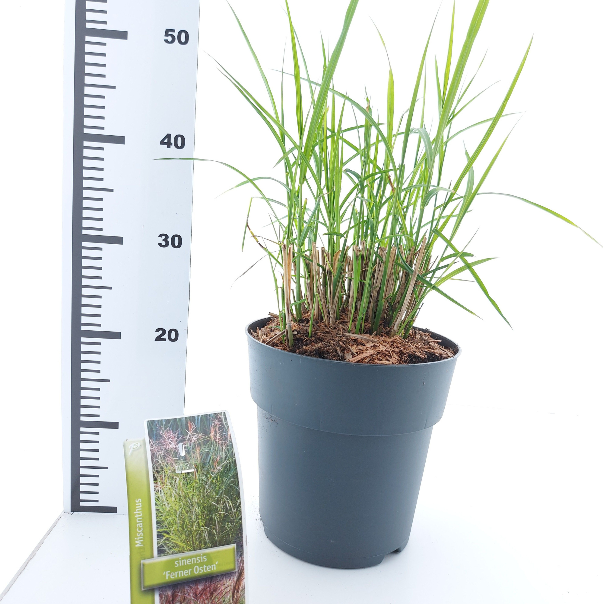 Miscanthus sin. 'Ferner Osten', D 23