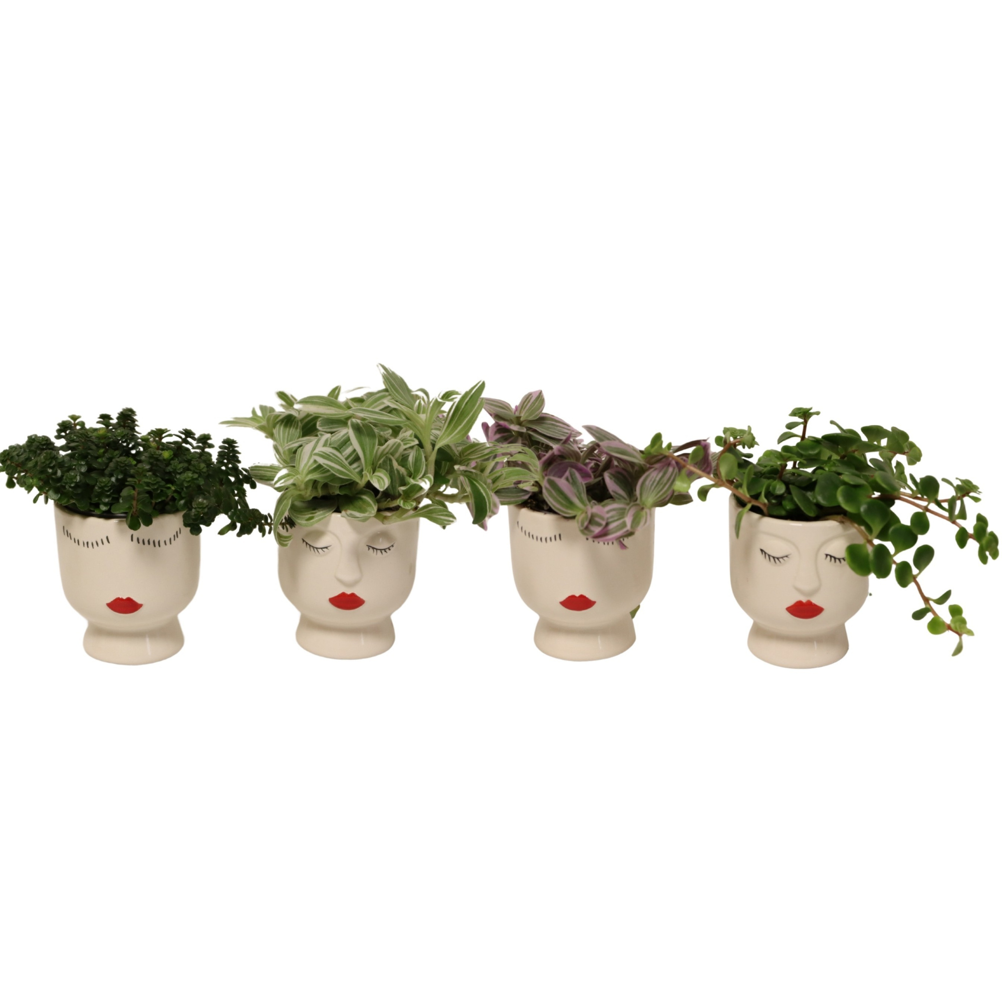 Face It with Compact Foliage, D 6