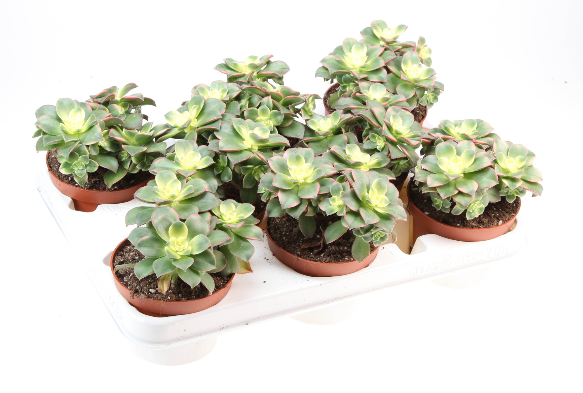 Aeonium Kiwi, D 10,5