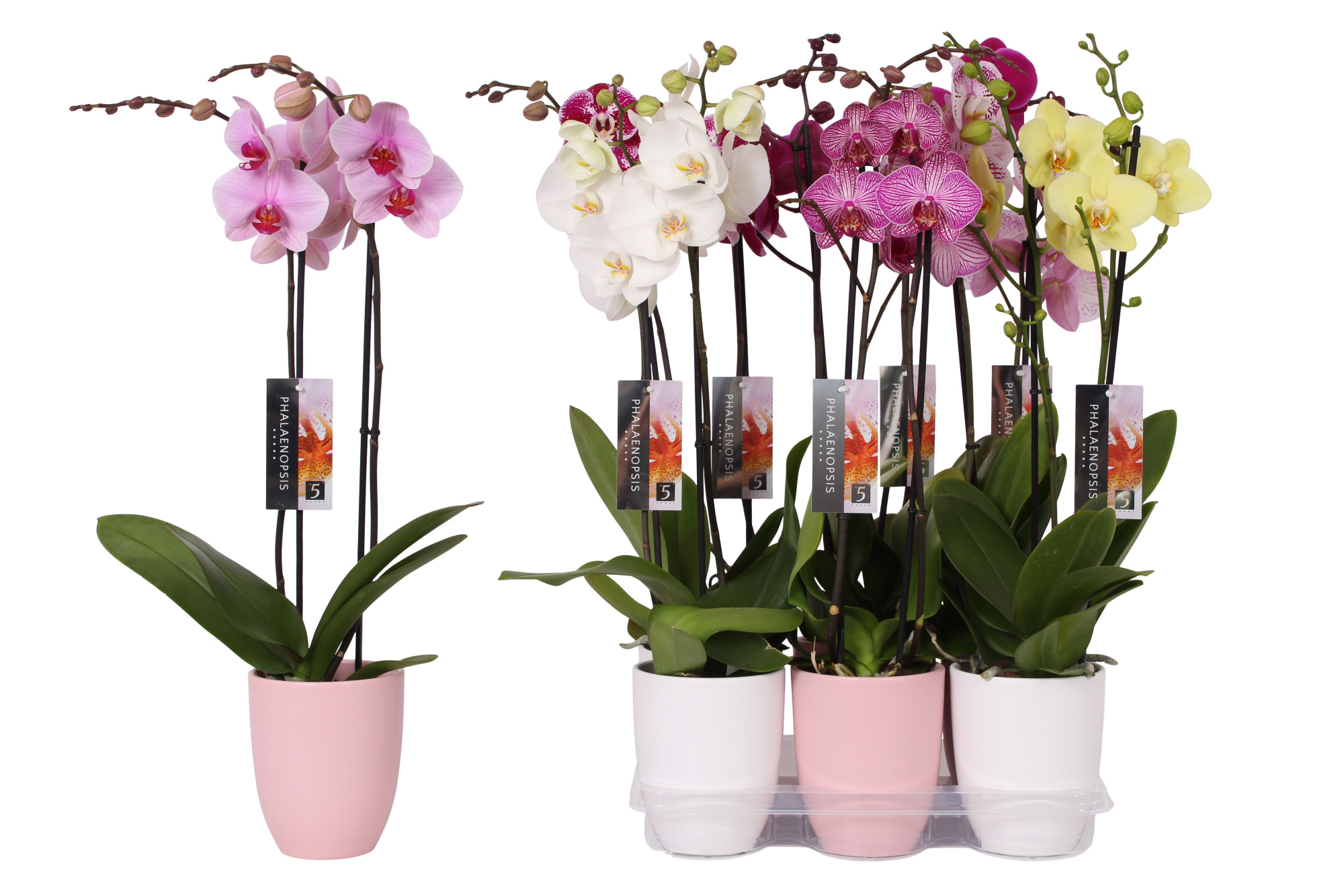 Phalaenopsis mix, 2-spike Pink and White Ceramics, D 12