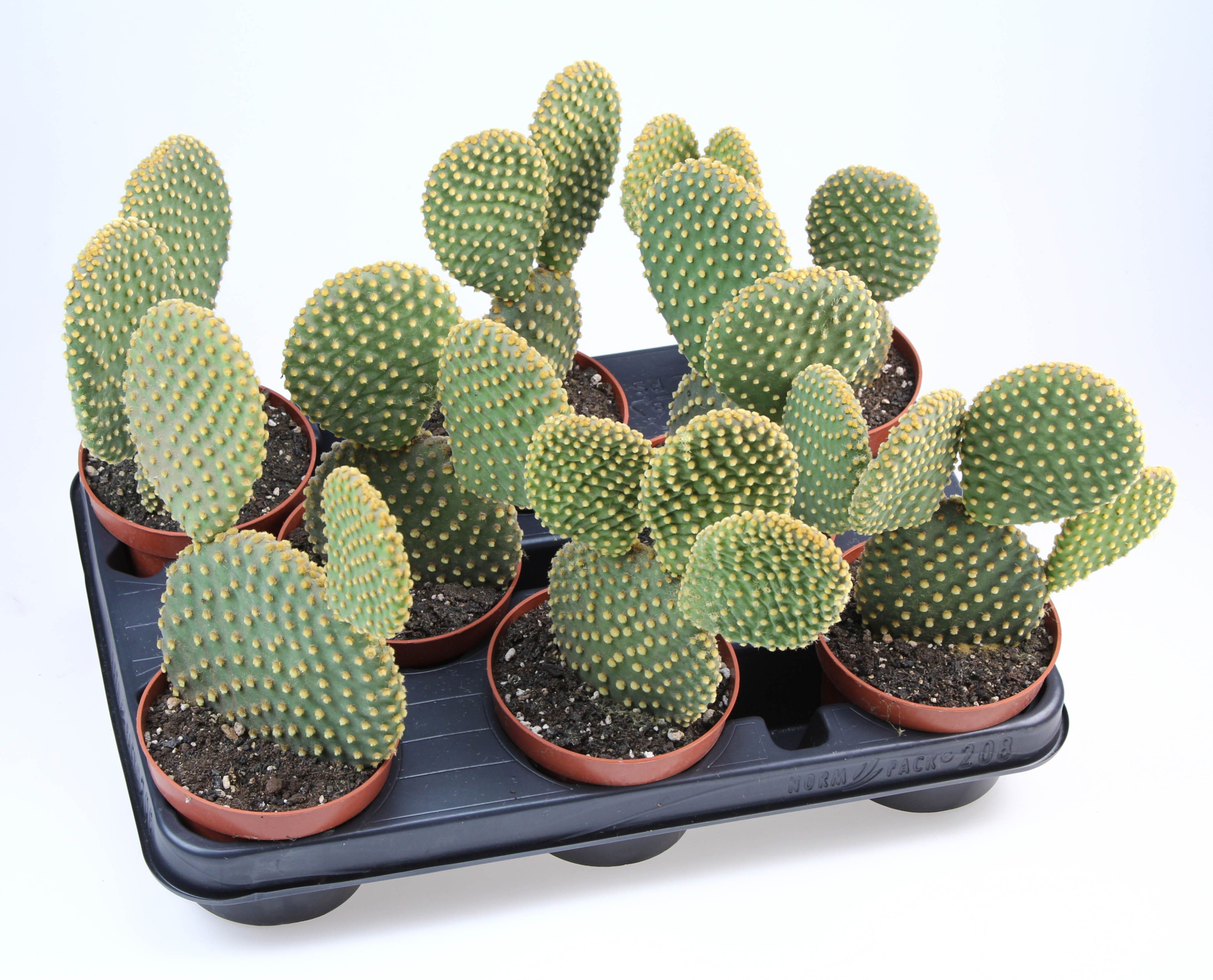 Opuntia Microdasys, D 10,5