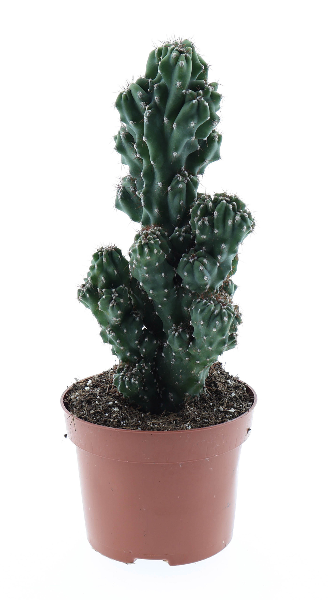 Cereus peruvianus monstrosus, D 12