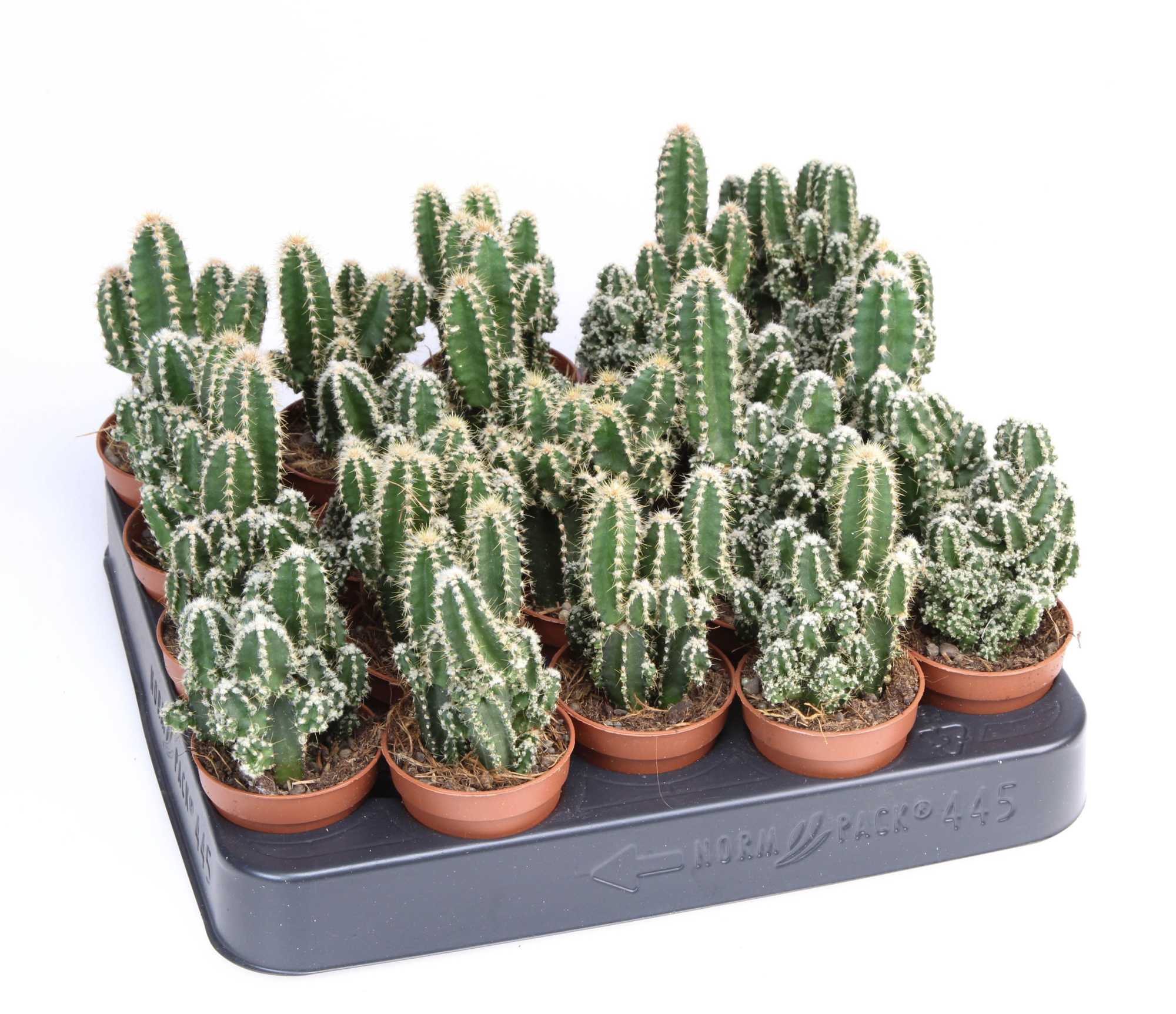 Cereus florida, D 5,5