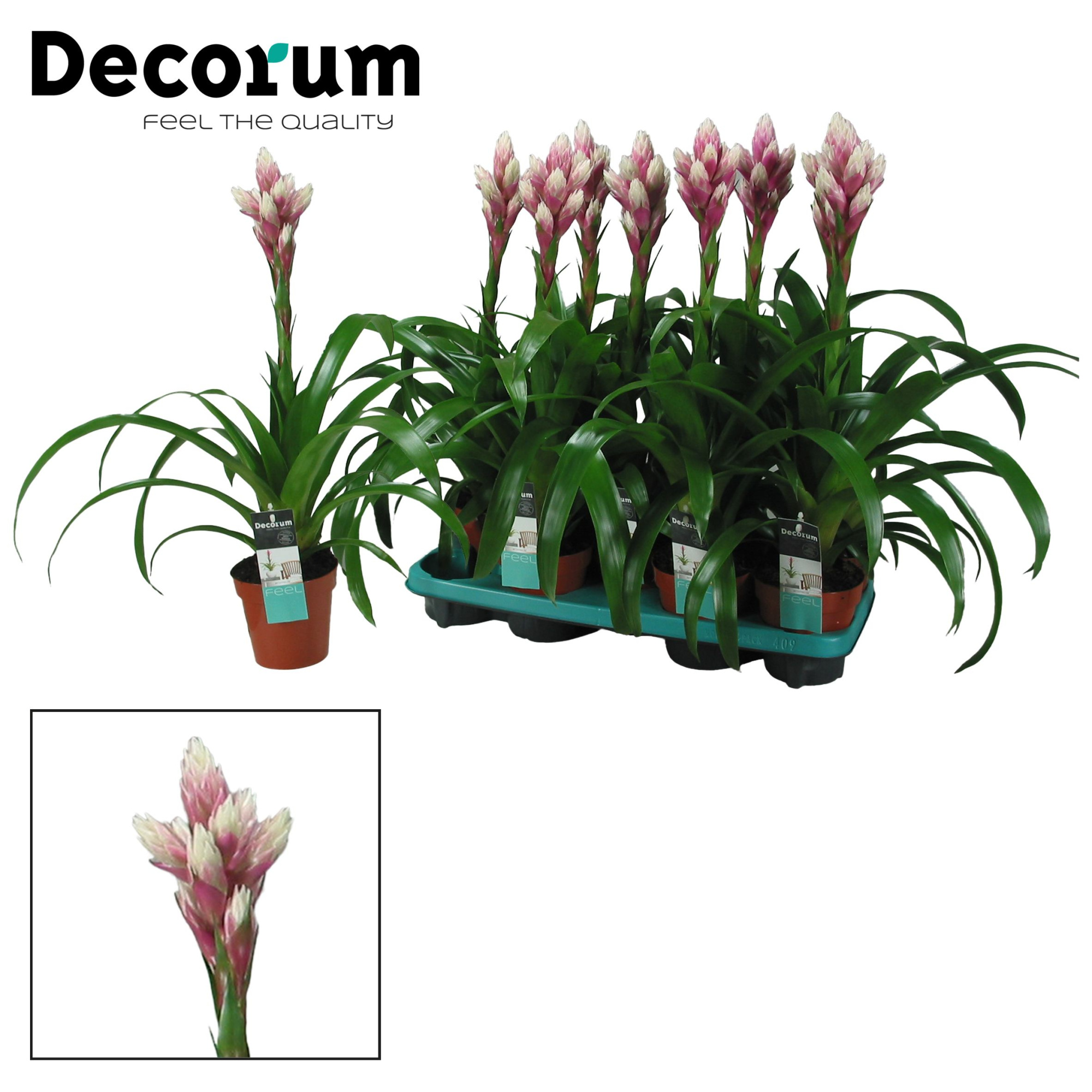 Guzmania Candy (Decorum), D 13