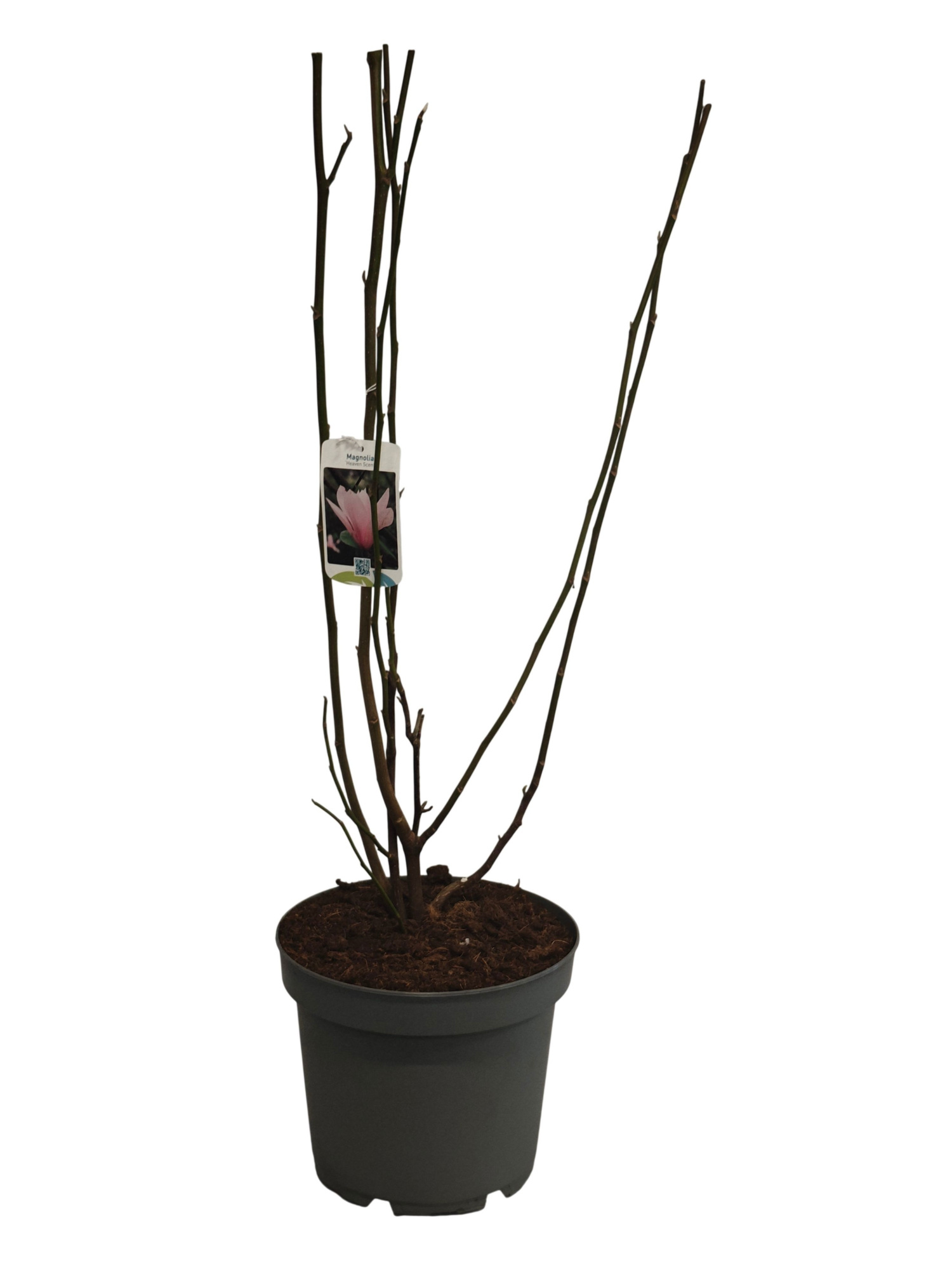 Magnolia Heaven Scent C7,5, D 26