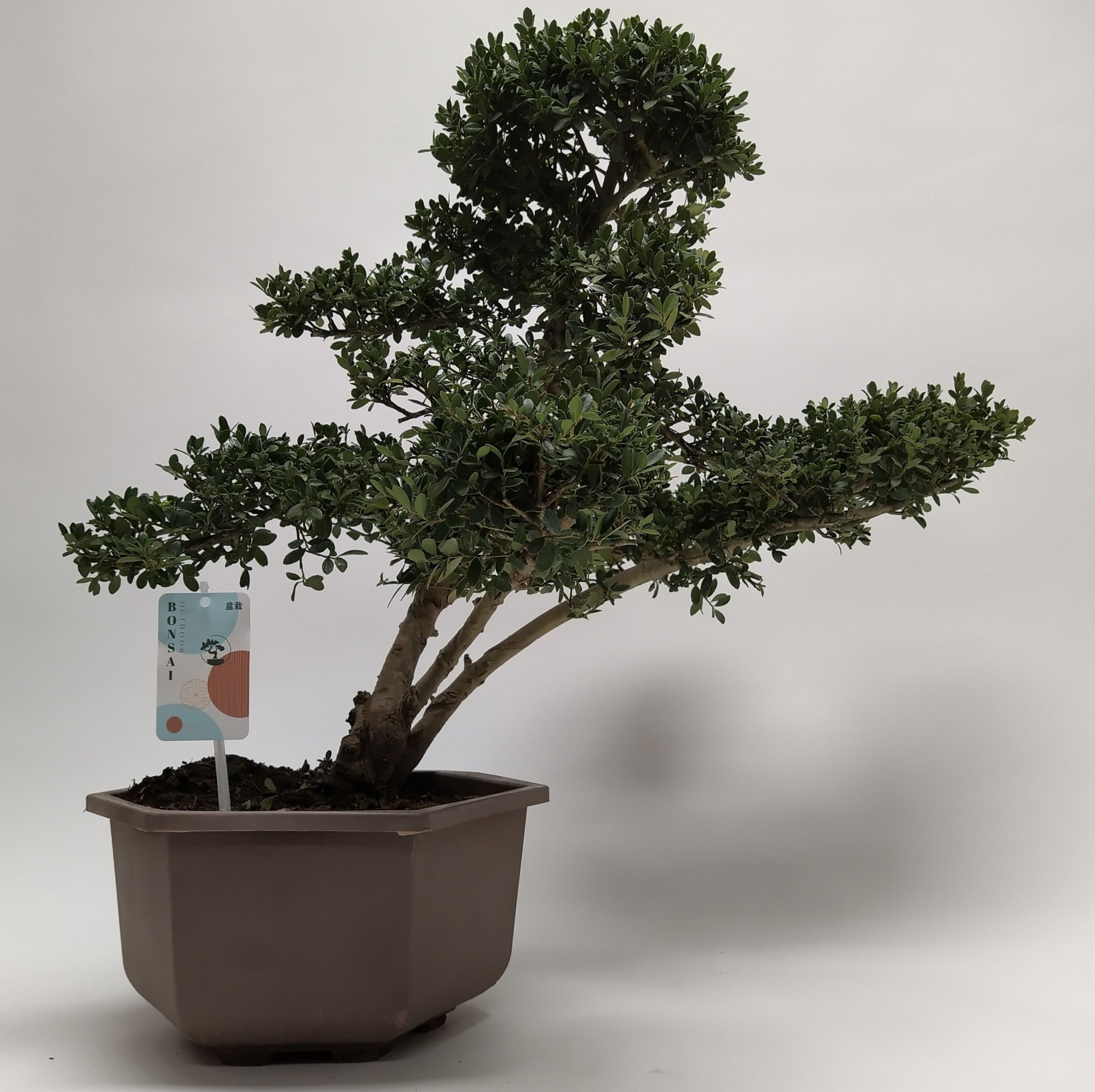 Ilex Outdoor Bonsai in Hexagon pot 28 cm, D 28