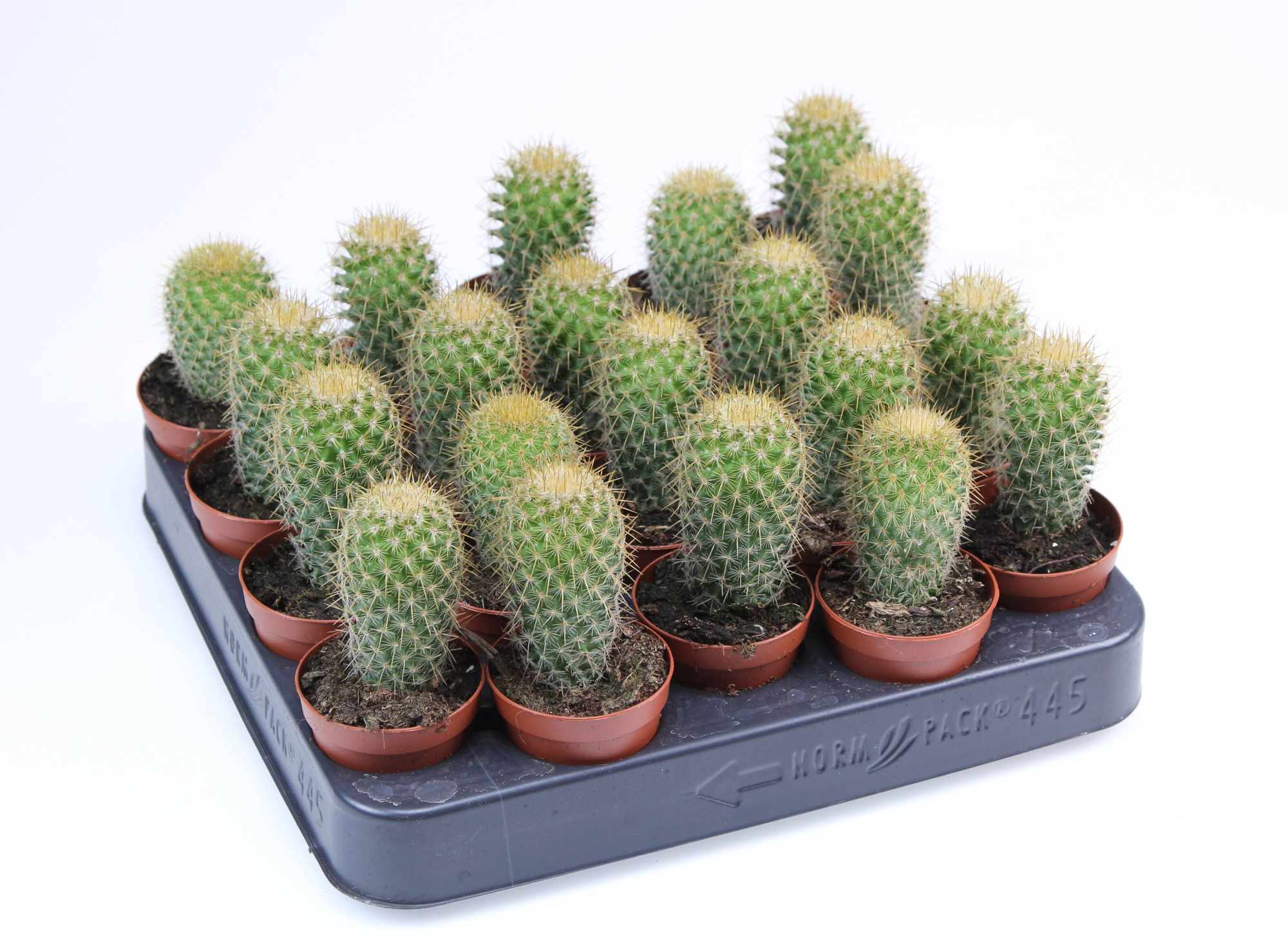 Mammilaria pringley E, D 5,5