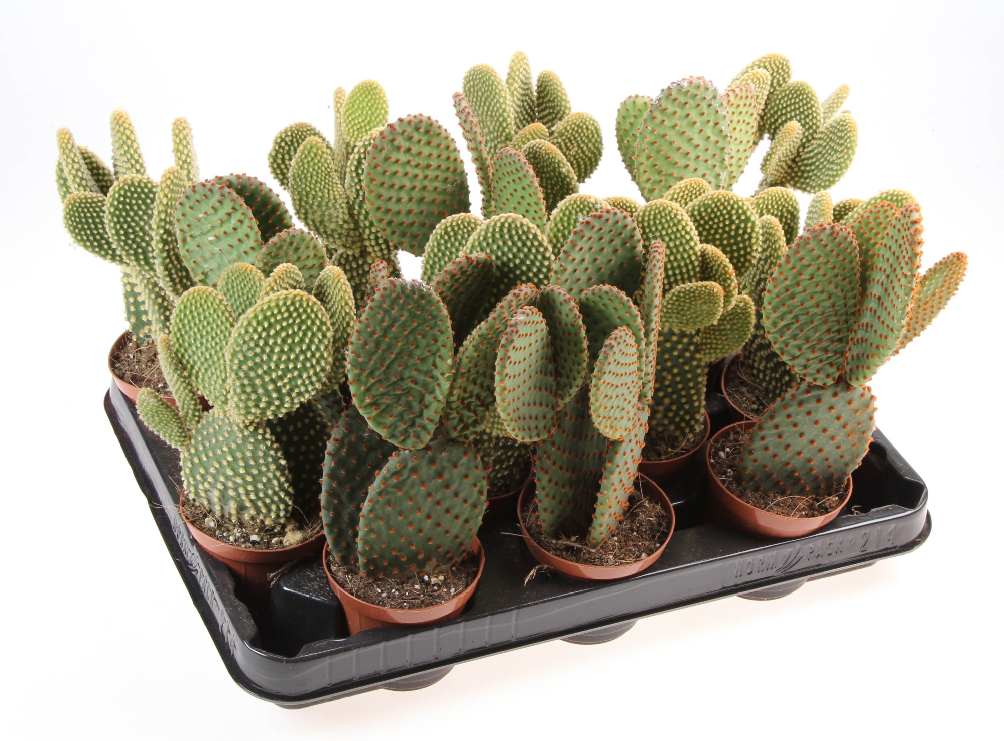 Opuntia mix, D 8,5