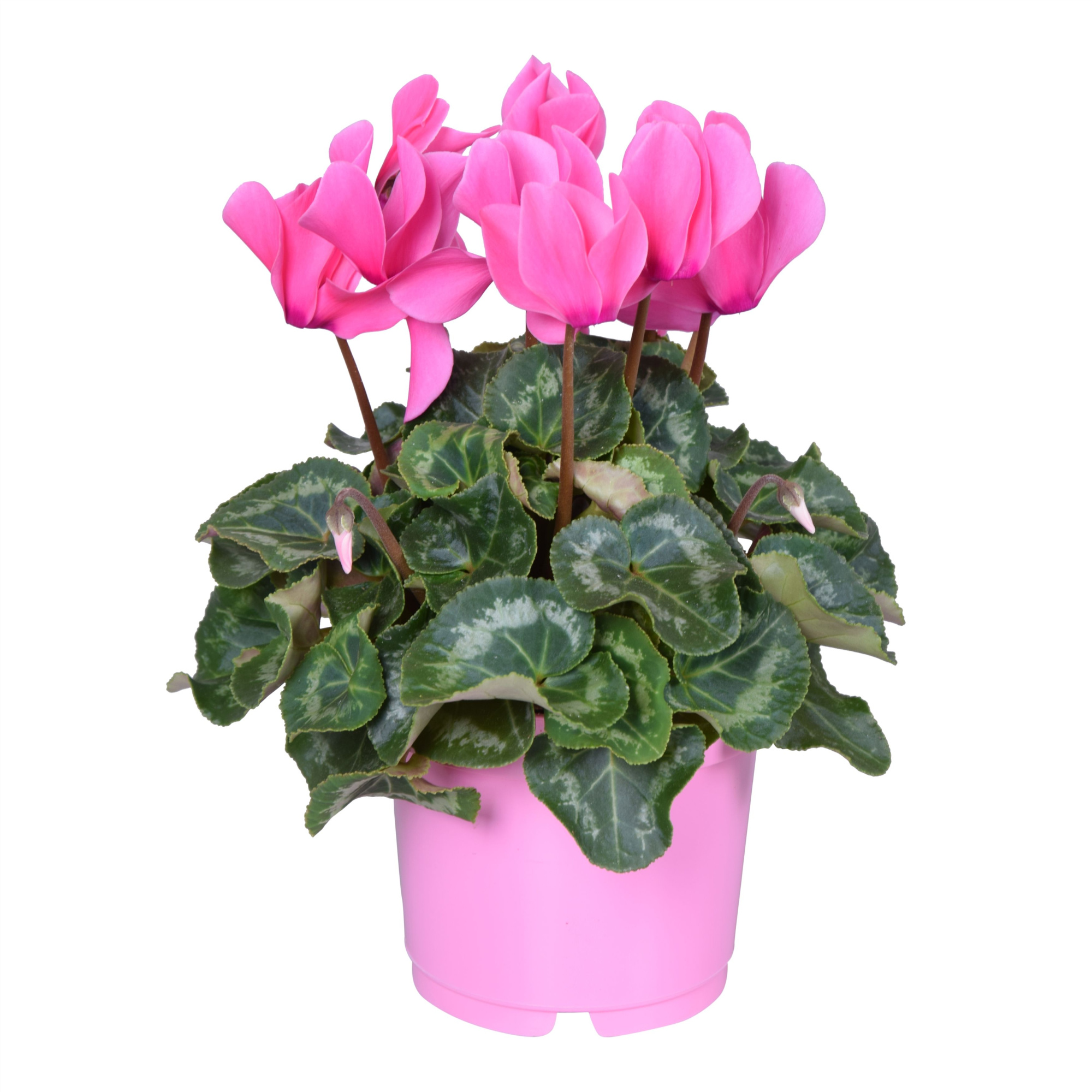 Cyclamen Super Serie Allure in Ton sur Ton kweekpot roze, D 12