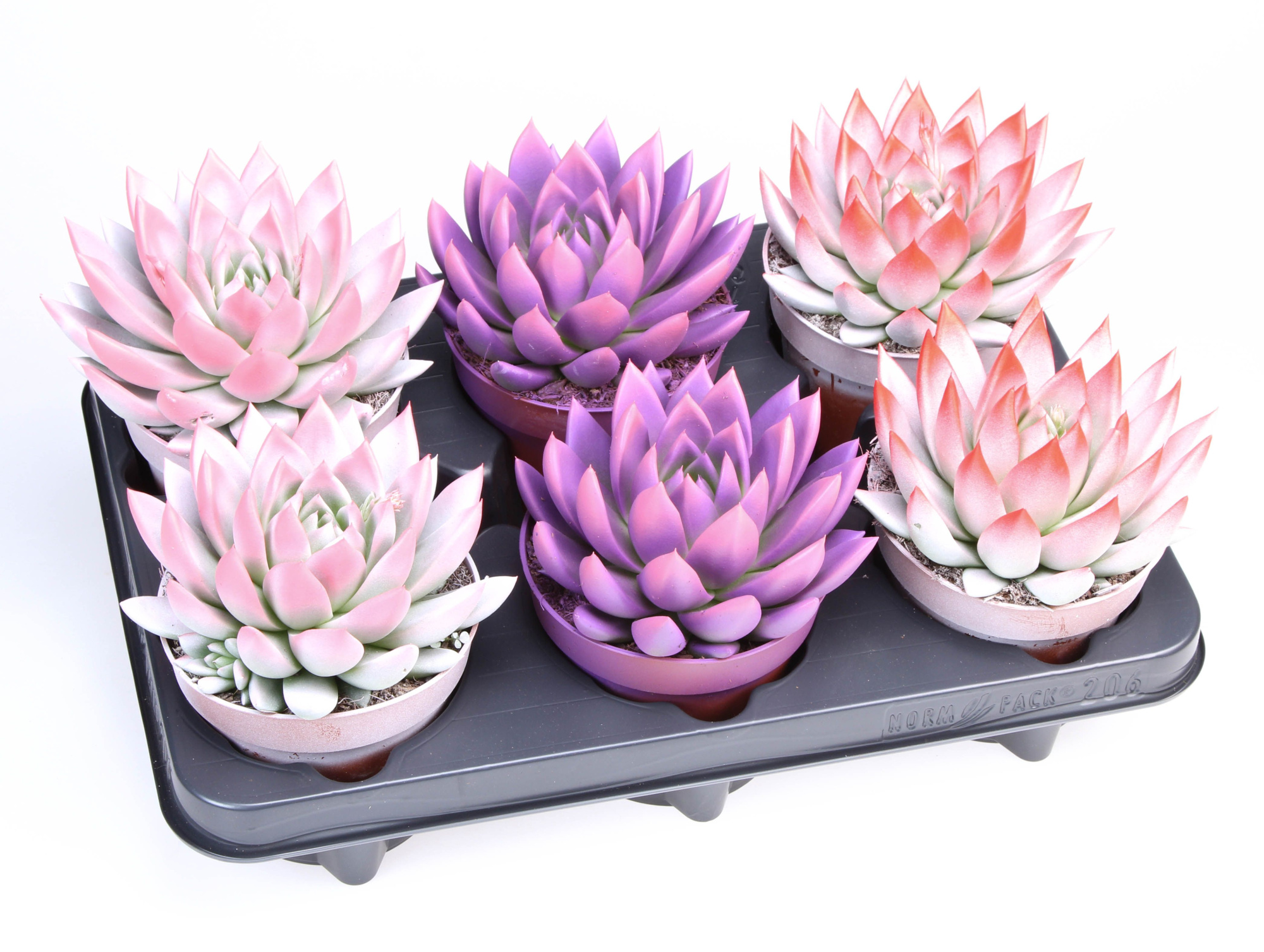 2 Colors love mix, D 12