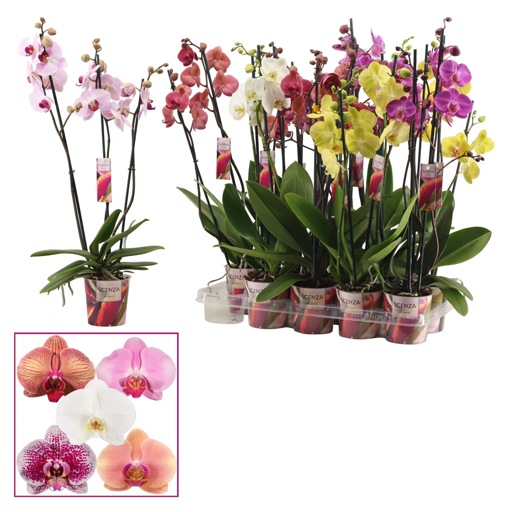 Phalaenopsis 3 tak mix (Scenza), D 12