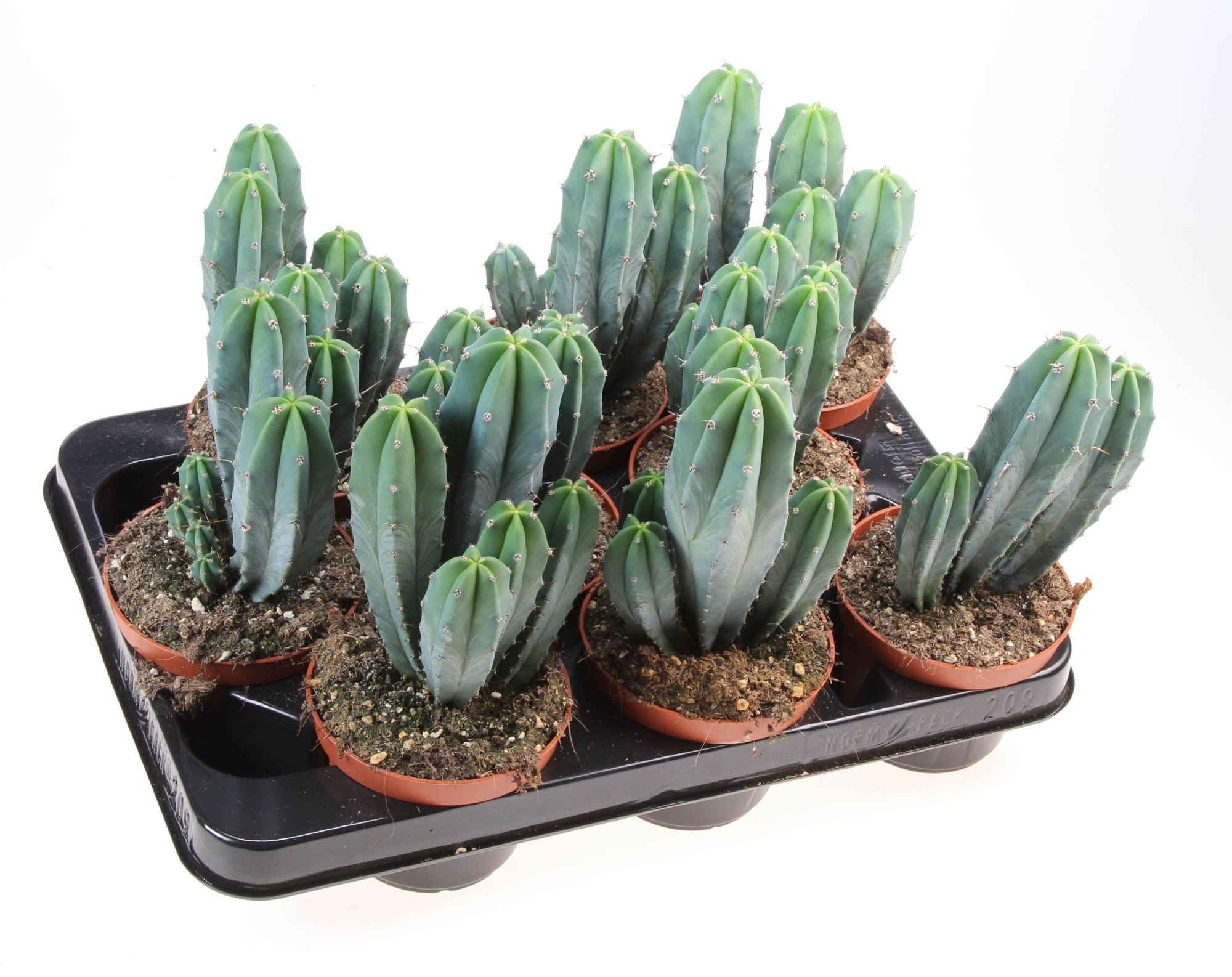 Myrtillocactus geomertrizans, D 10,5