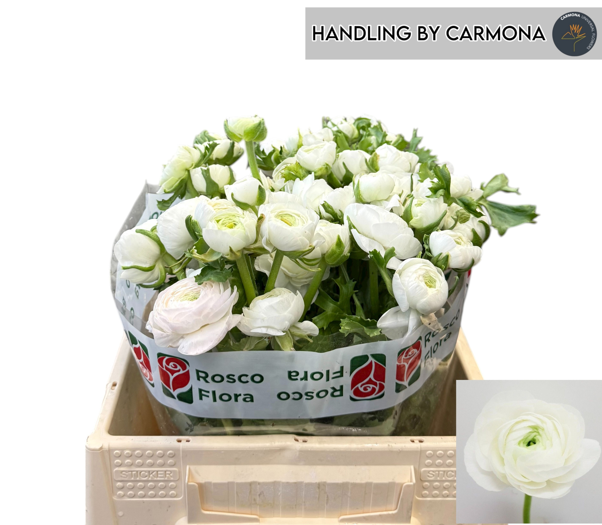 Ранункулус Элеганс Вайт 35, шт.