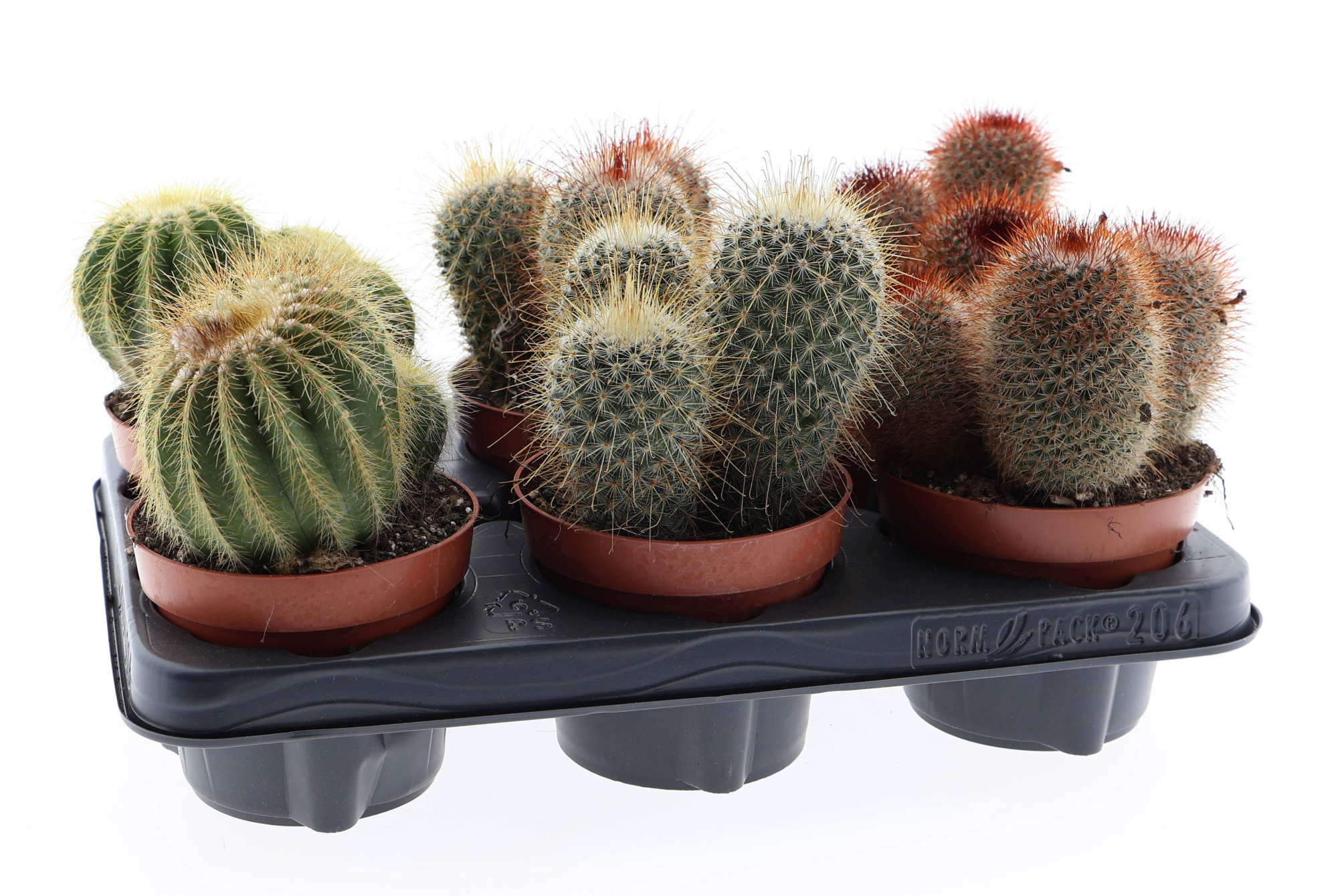 Canary bol mix, D 12