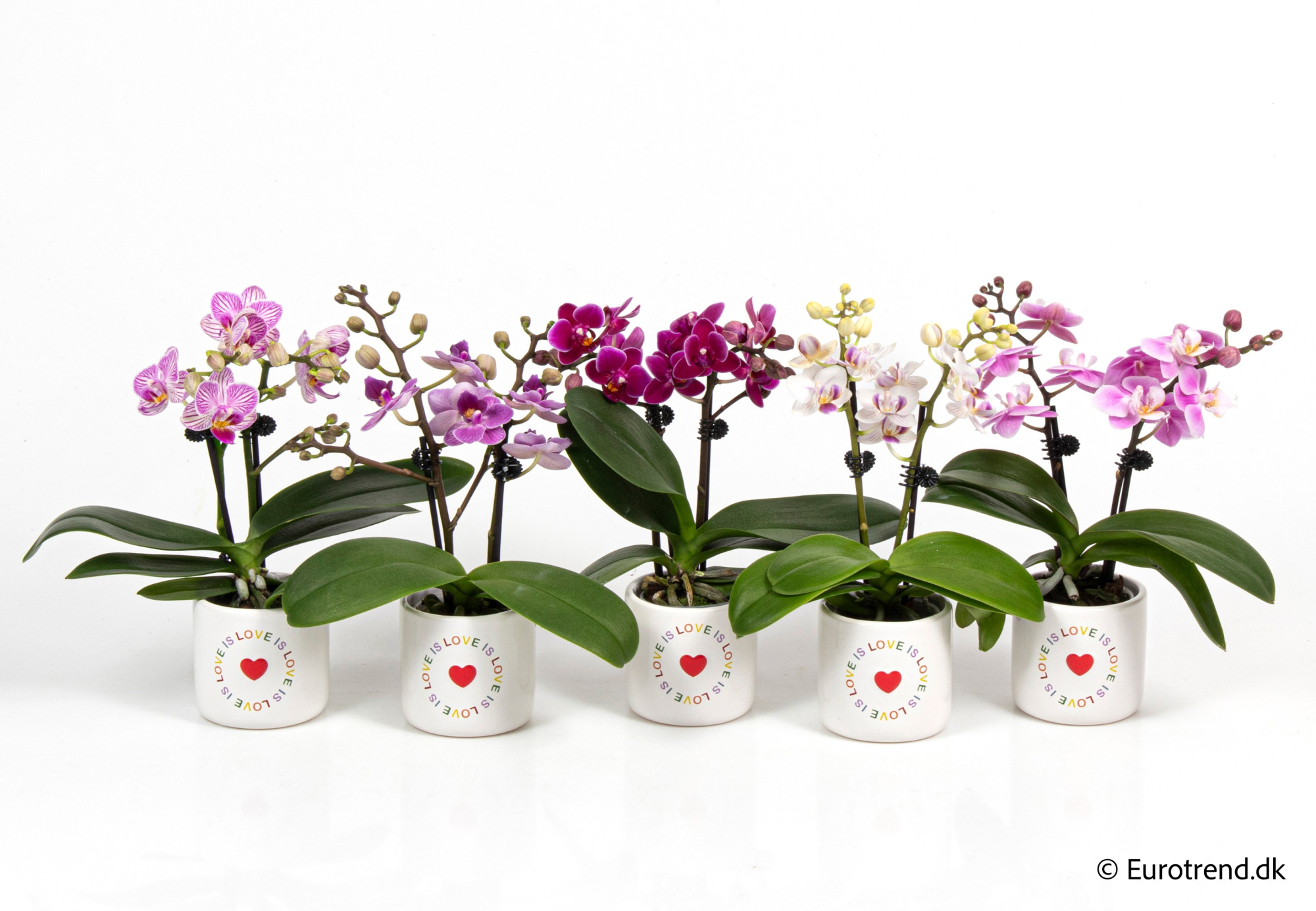 Phalaenopsis in Valentine ceramic 2026, D 6