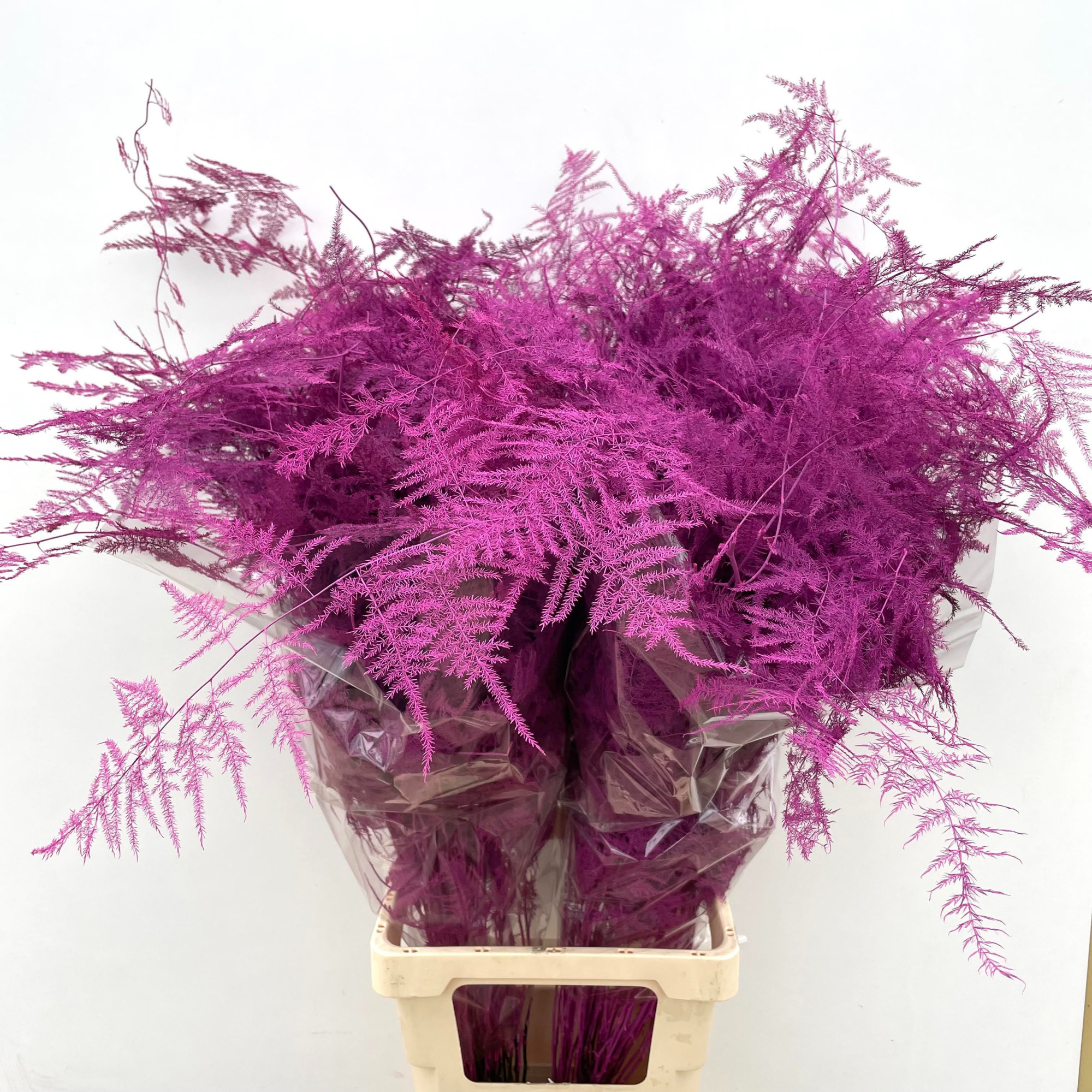 Аспарагус Овериг Крашеный (краш. ) 85, шт.