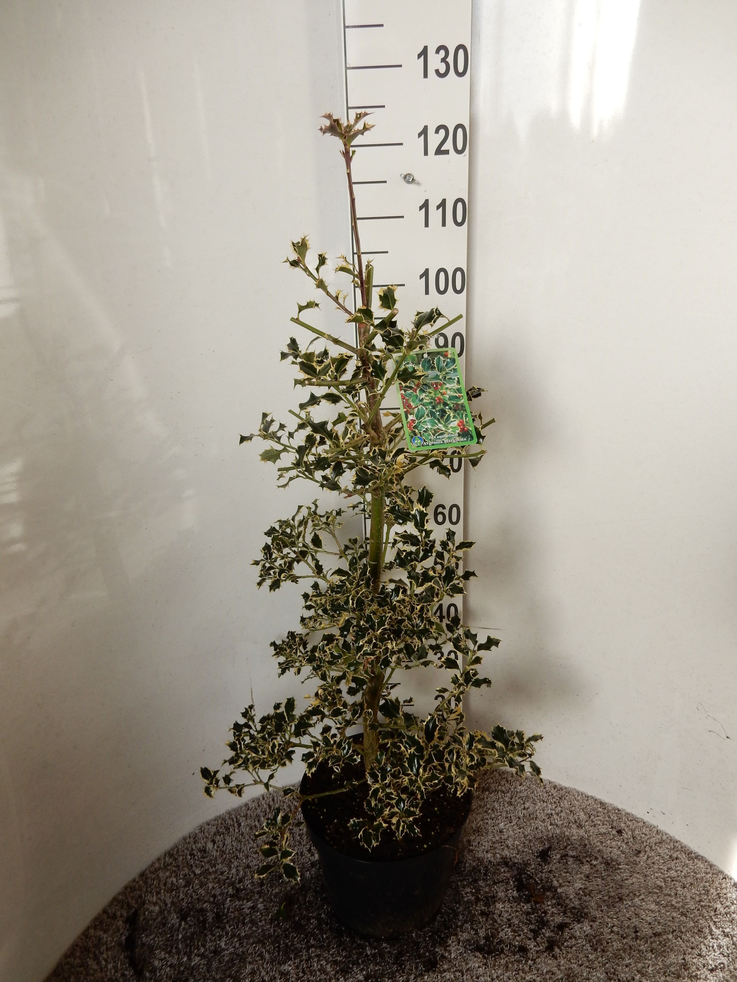 Ilex a. Argentea Marginata 80-100 pyr. P28, D 28