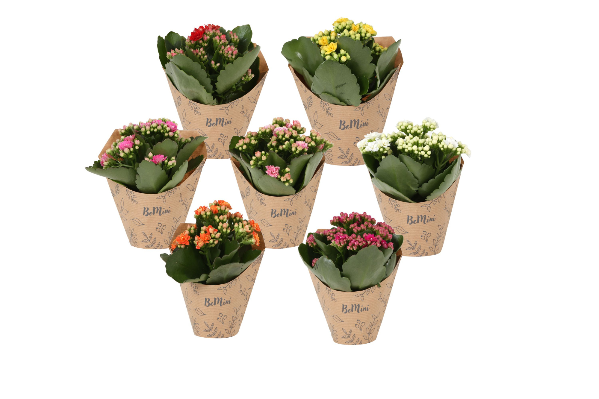 KP-826.8 - Rosalina 7cm in krafthoes, D 7