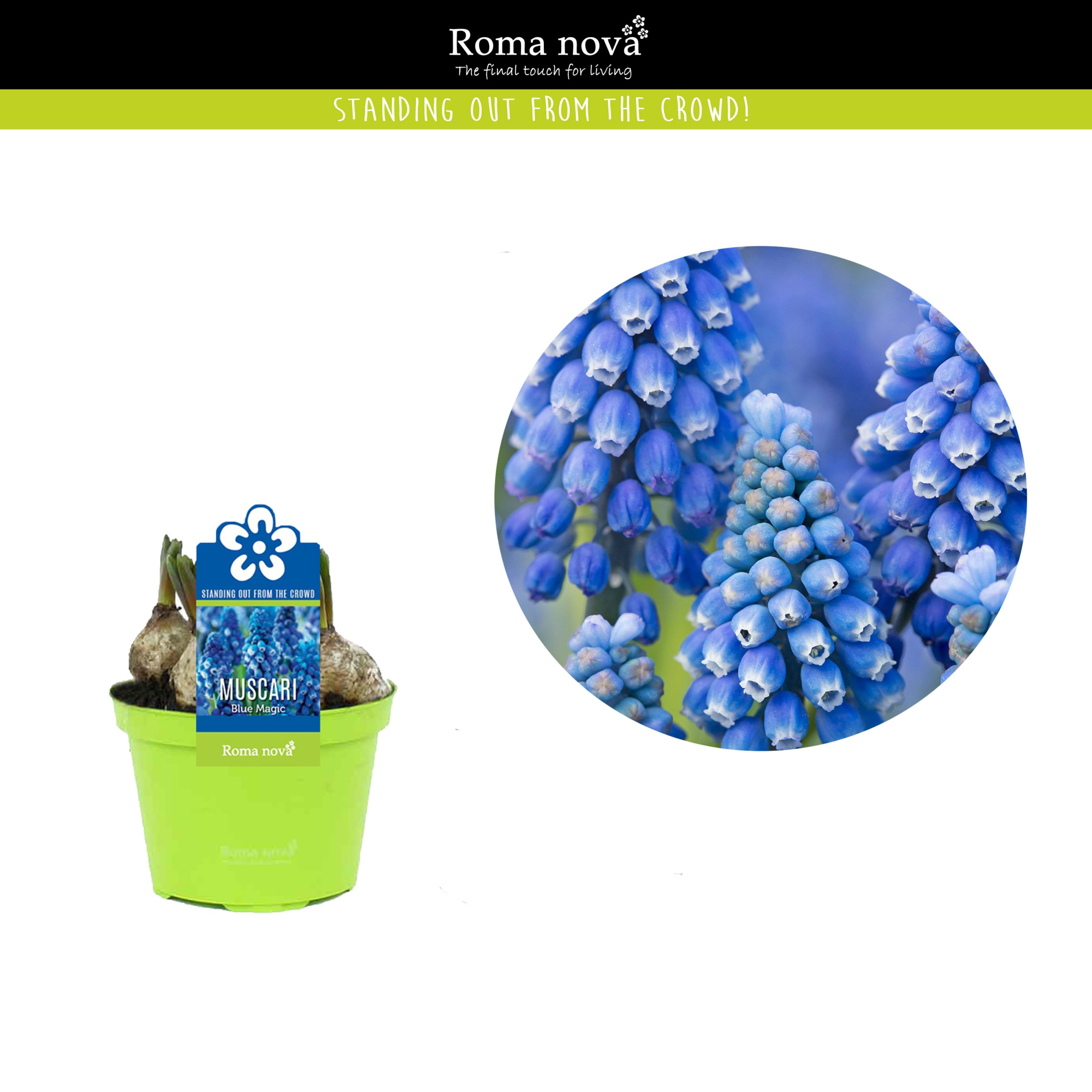 Muscari Blue Magic 9cm, D 9