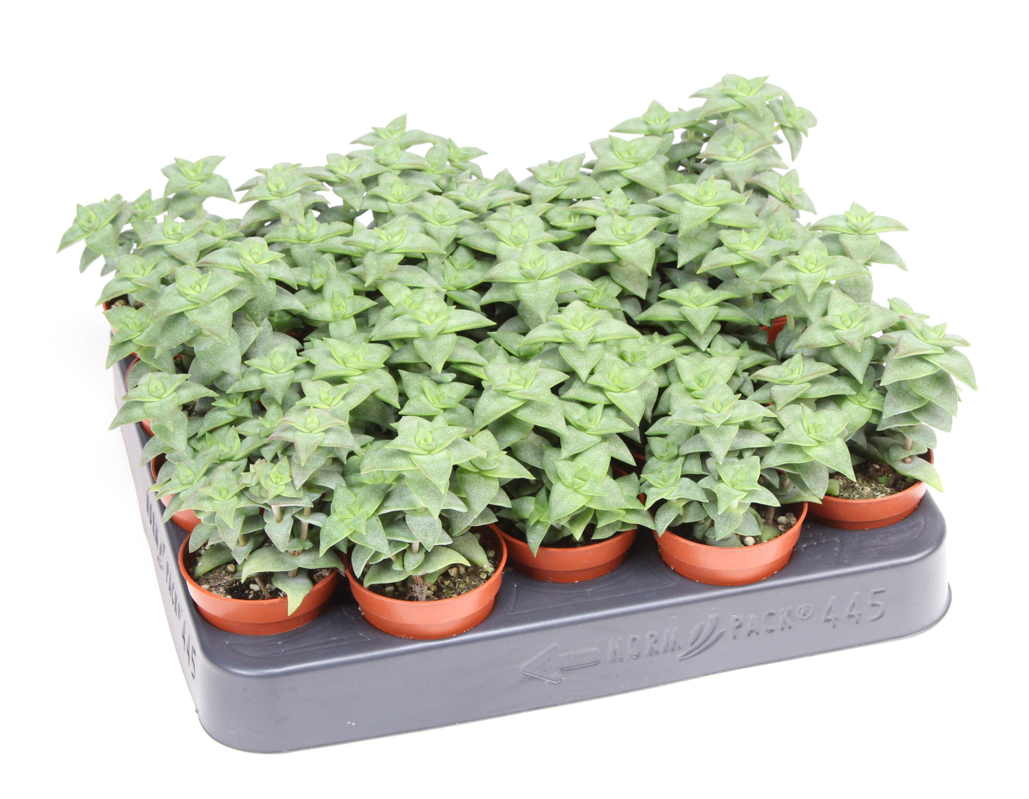 Crassula perfossa green, D 5,5