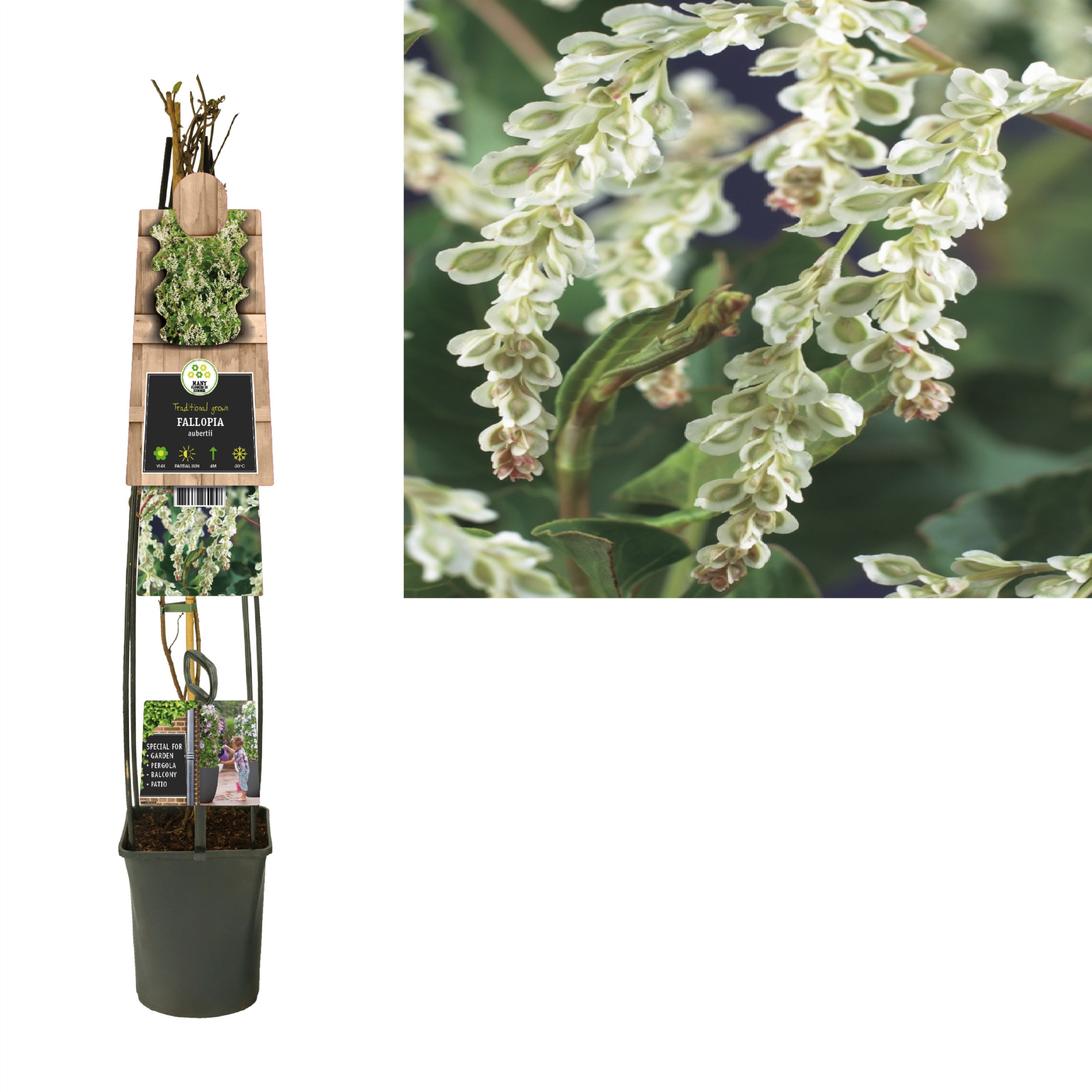 Fallopia aubertii +3.0 label, D 23