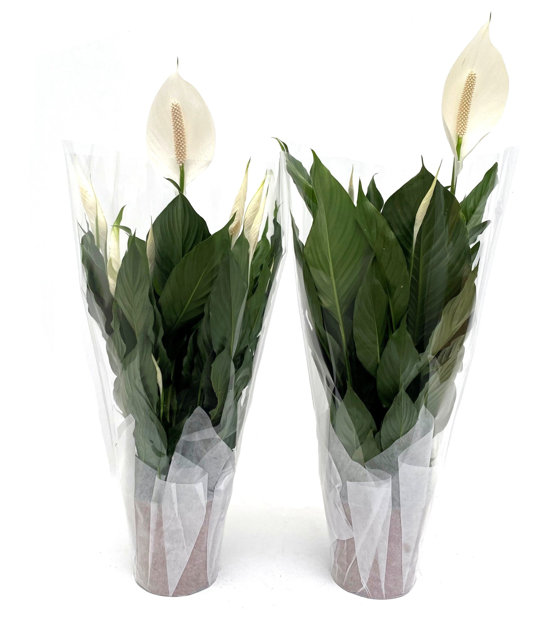 KP-105.4 - Spath Bingo Cupido 17cm in hoes met doekje (1283), D 17