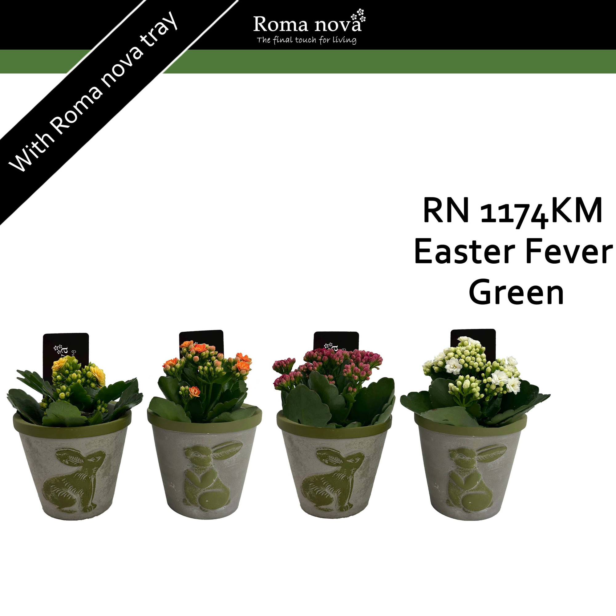 1174KM - Easter Fever Green (Kalanchoe mix), D 11