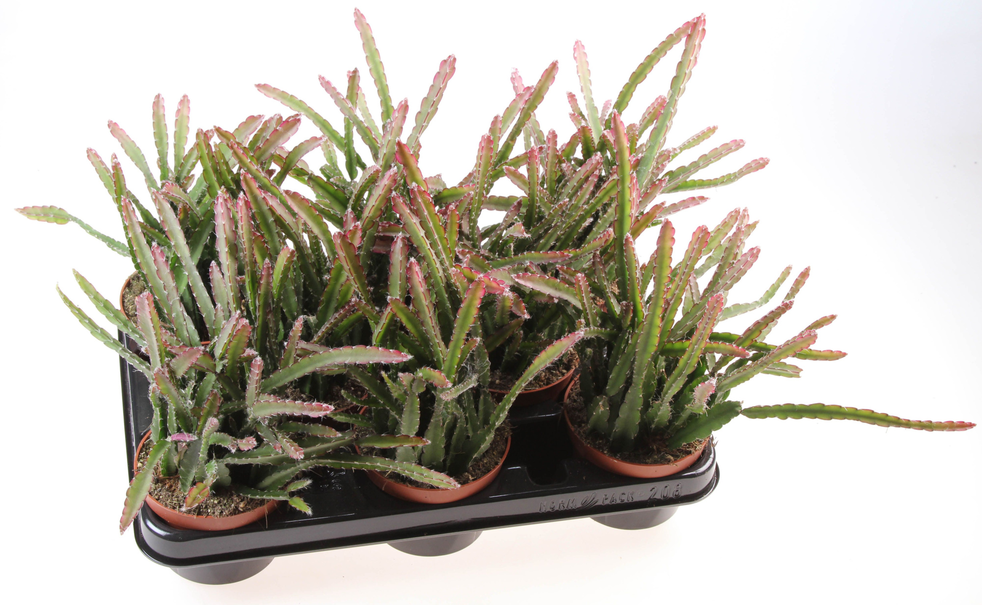 Lepismium Cruciforme Red Tip, D 10,5