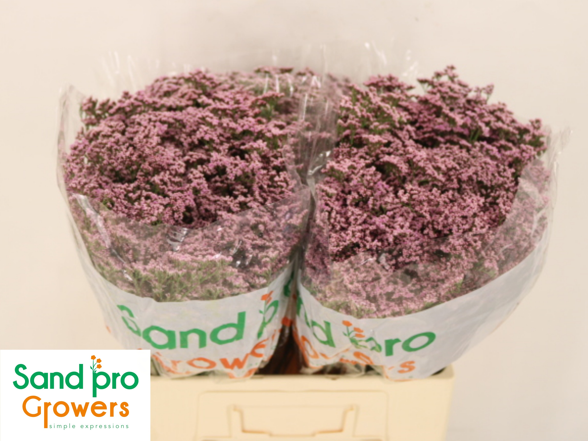 Лимониум Сафора Оши Пинк 60, шт.