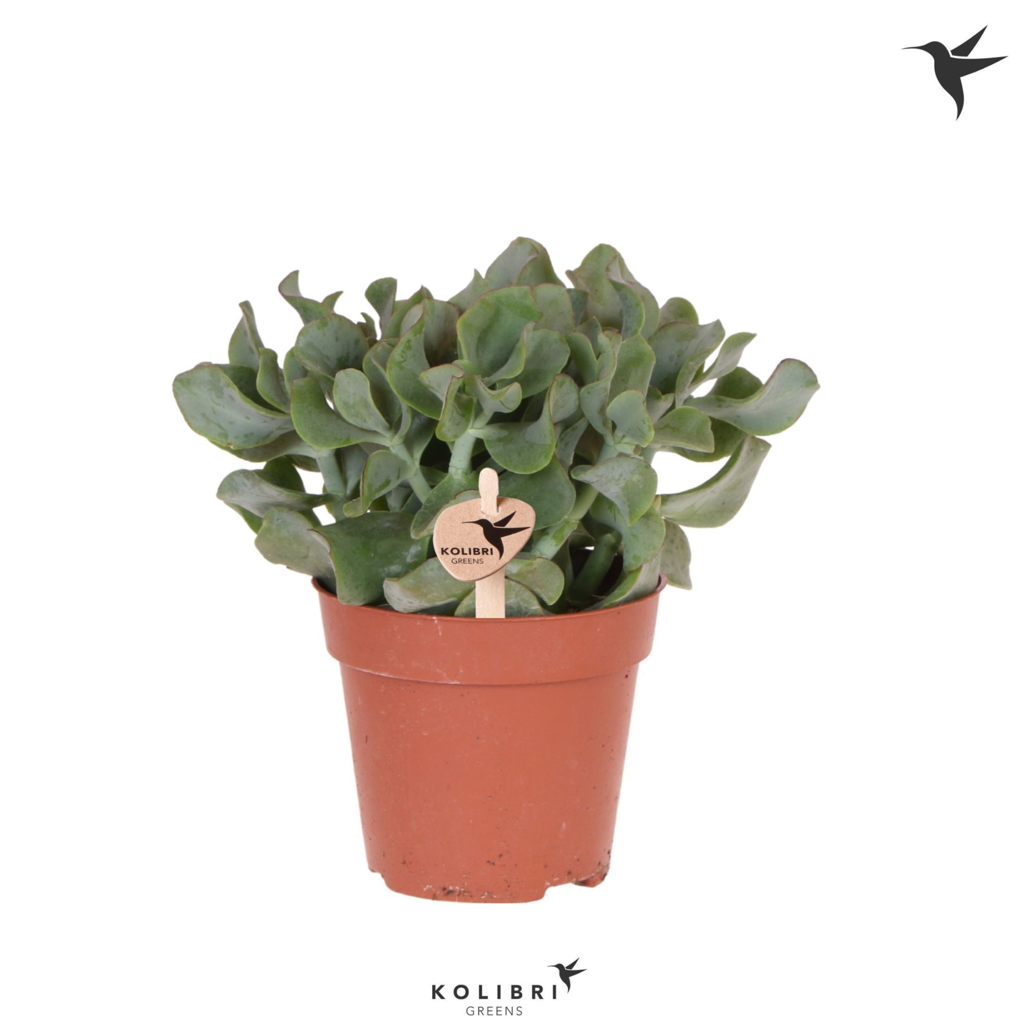 Kolibri Greens Succulenten Crassula Arborescens Undilatifolia, D 12