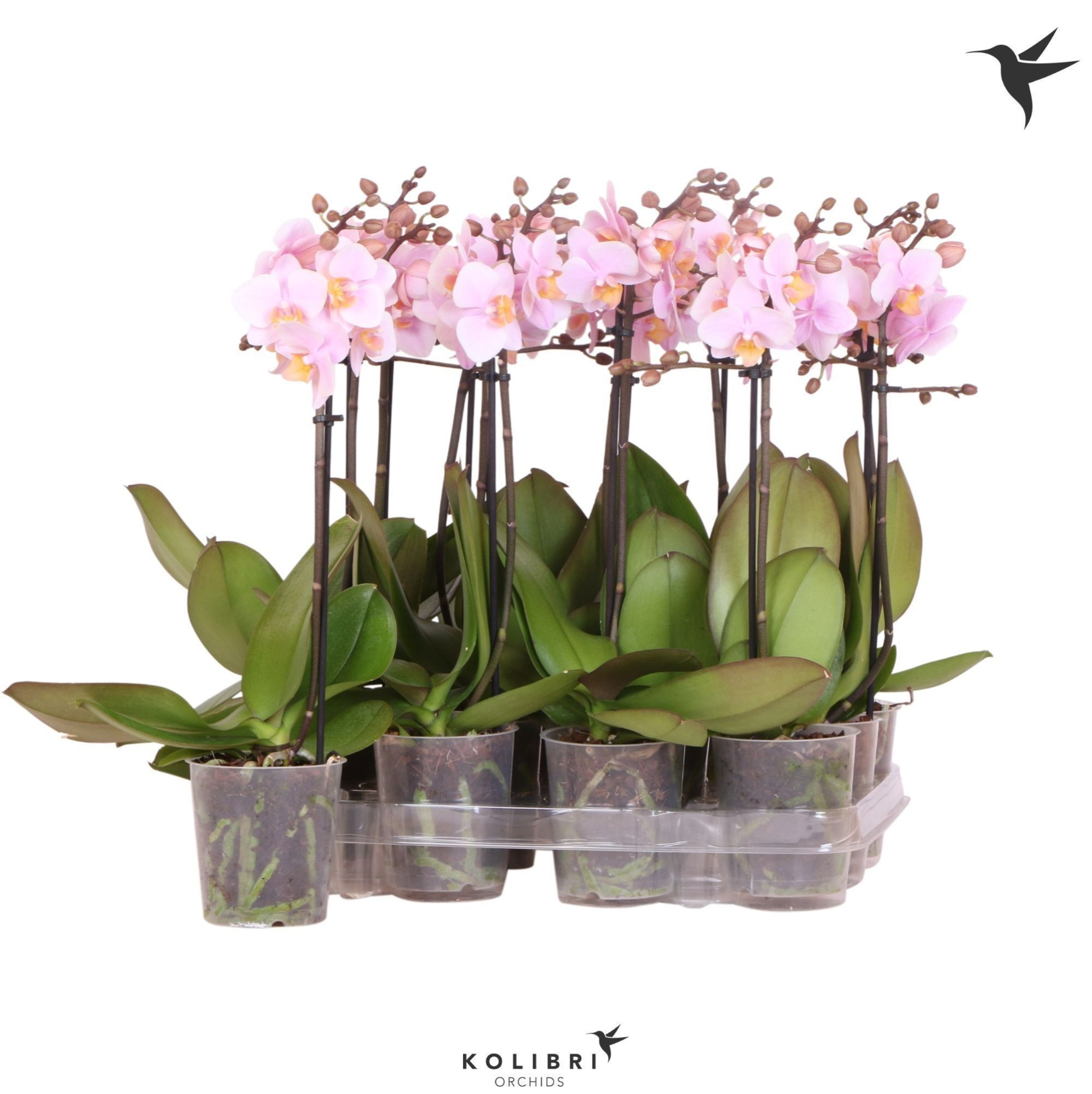Kolibri Orchids Phalaenopsis Pink 1 spike No label, D 9