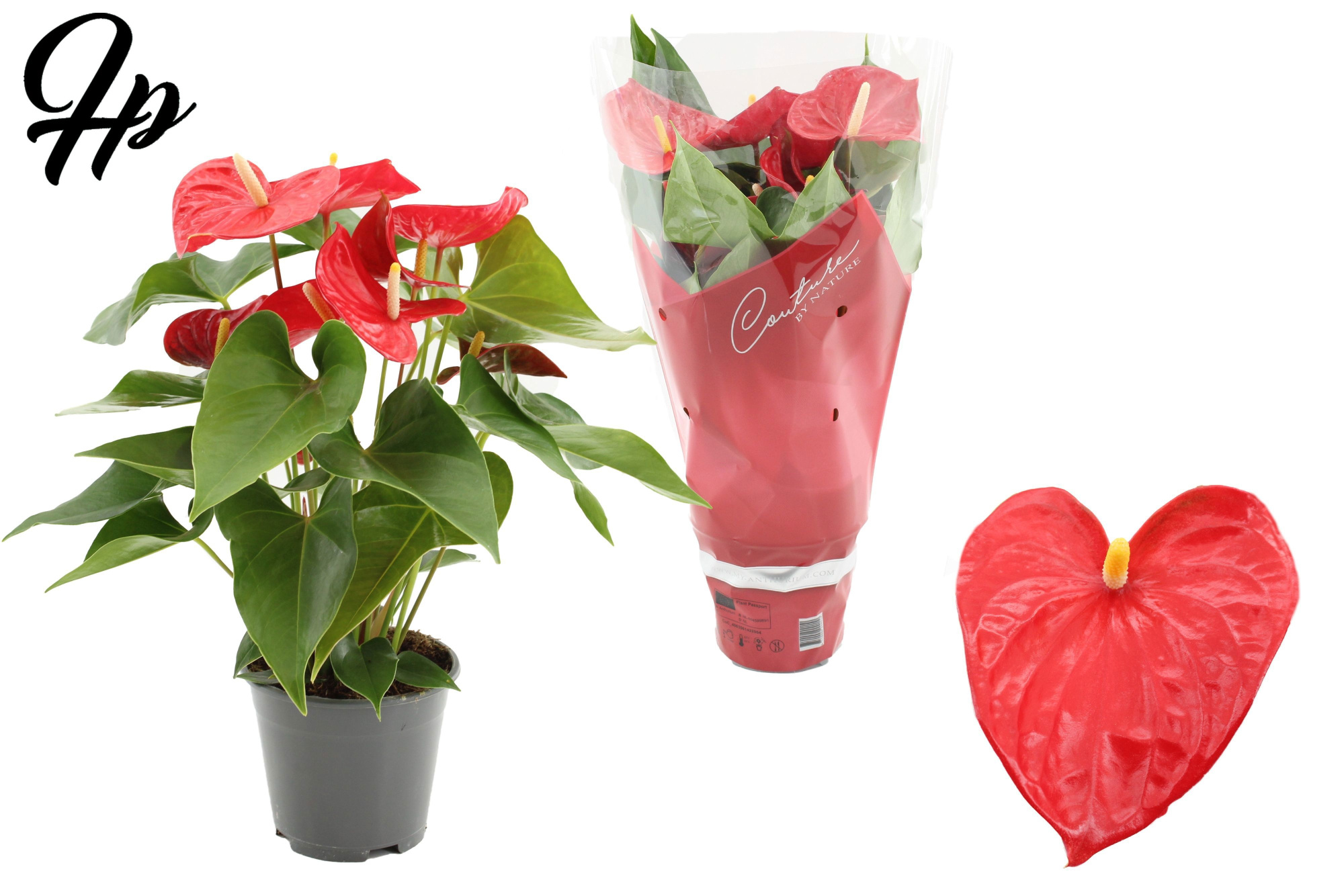 Anthurium 14 cm Casparo in Couture sleeve, D 14