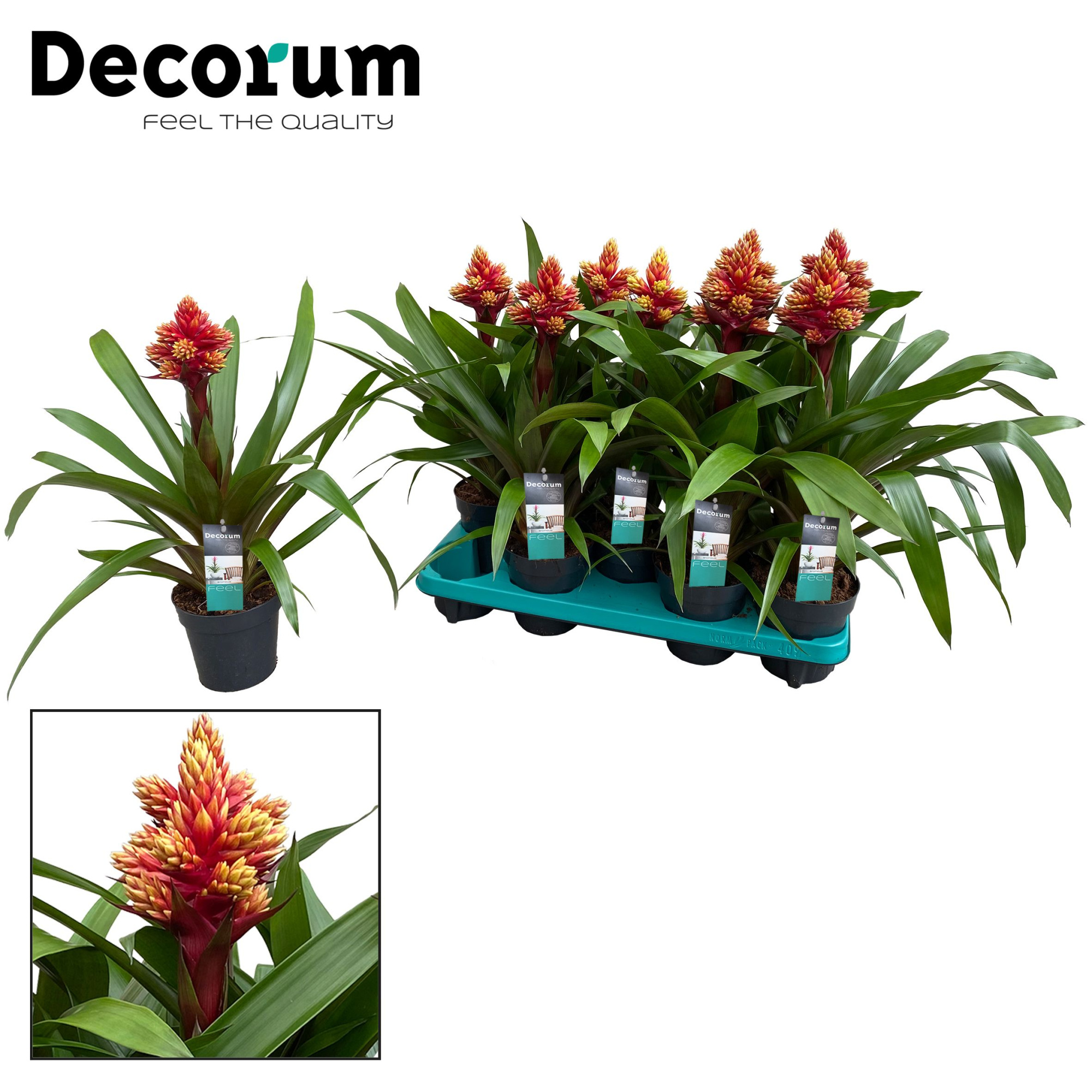 Guzmania Brush (Decorum), D 13